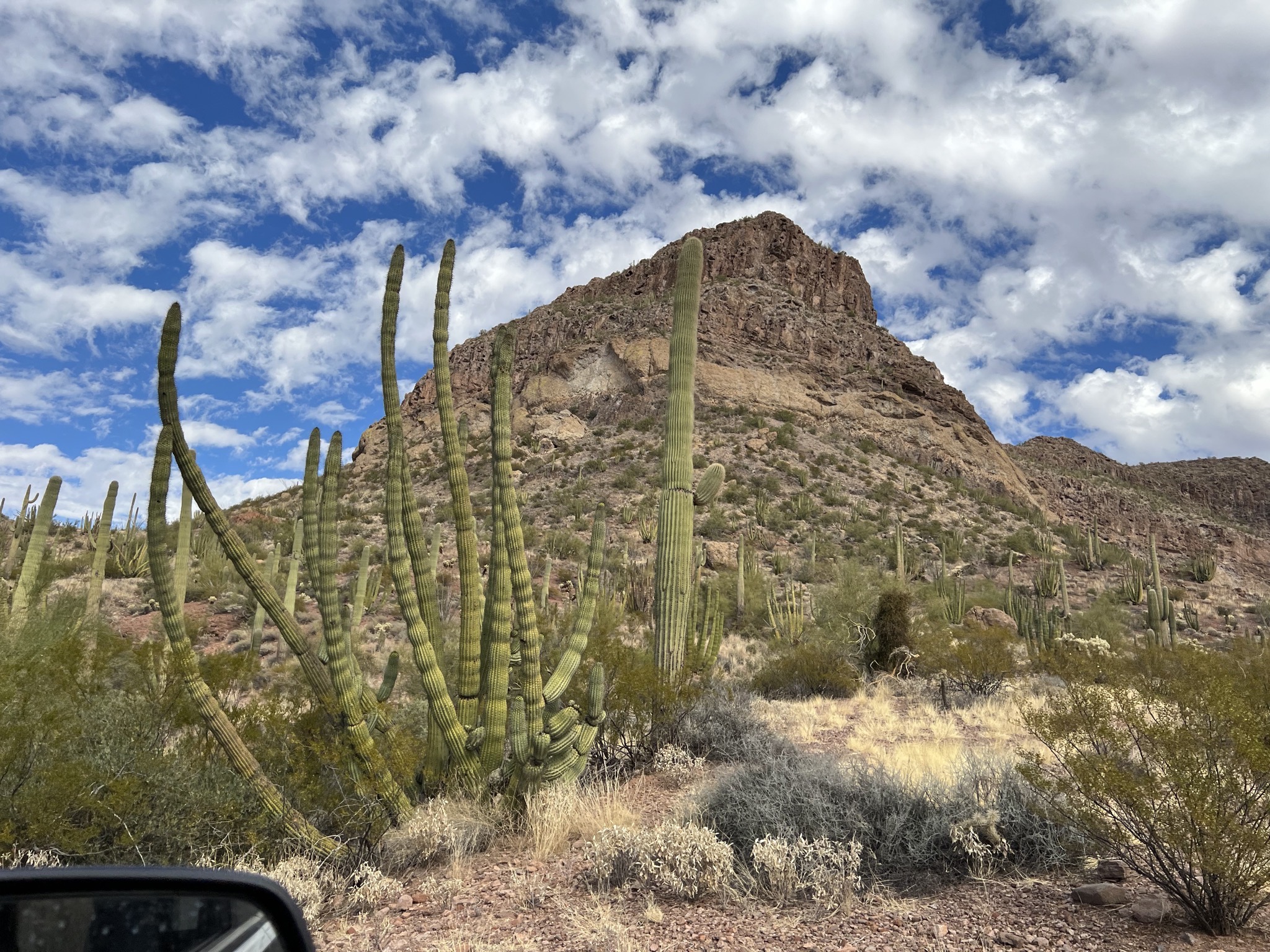 Cacti