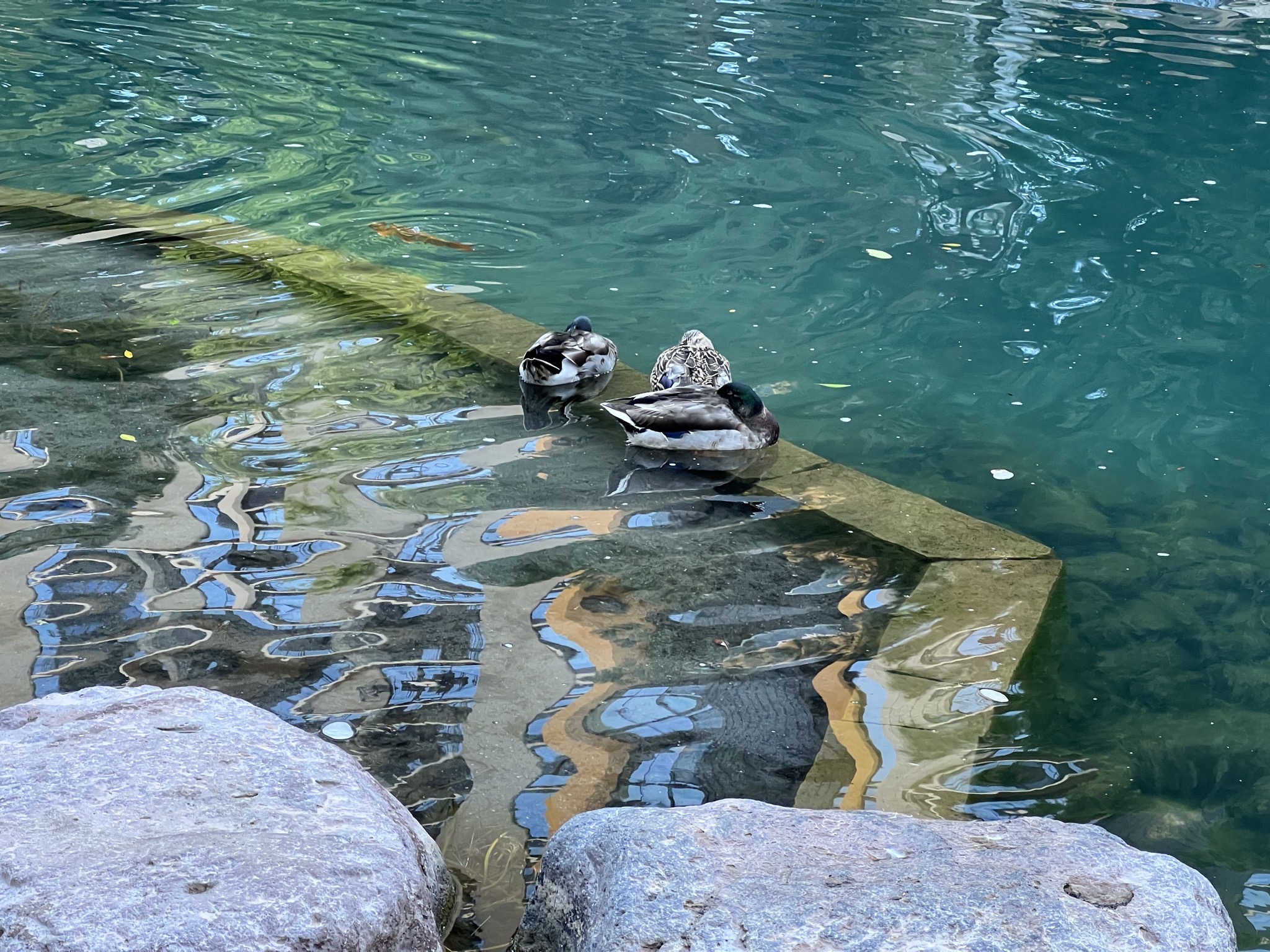 Ducks