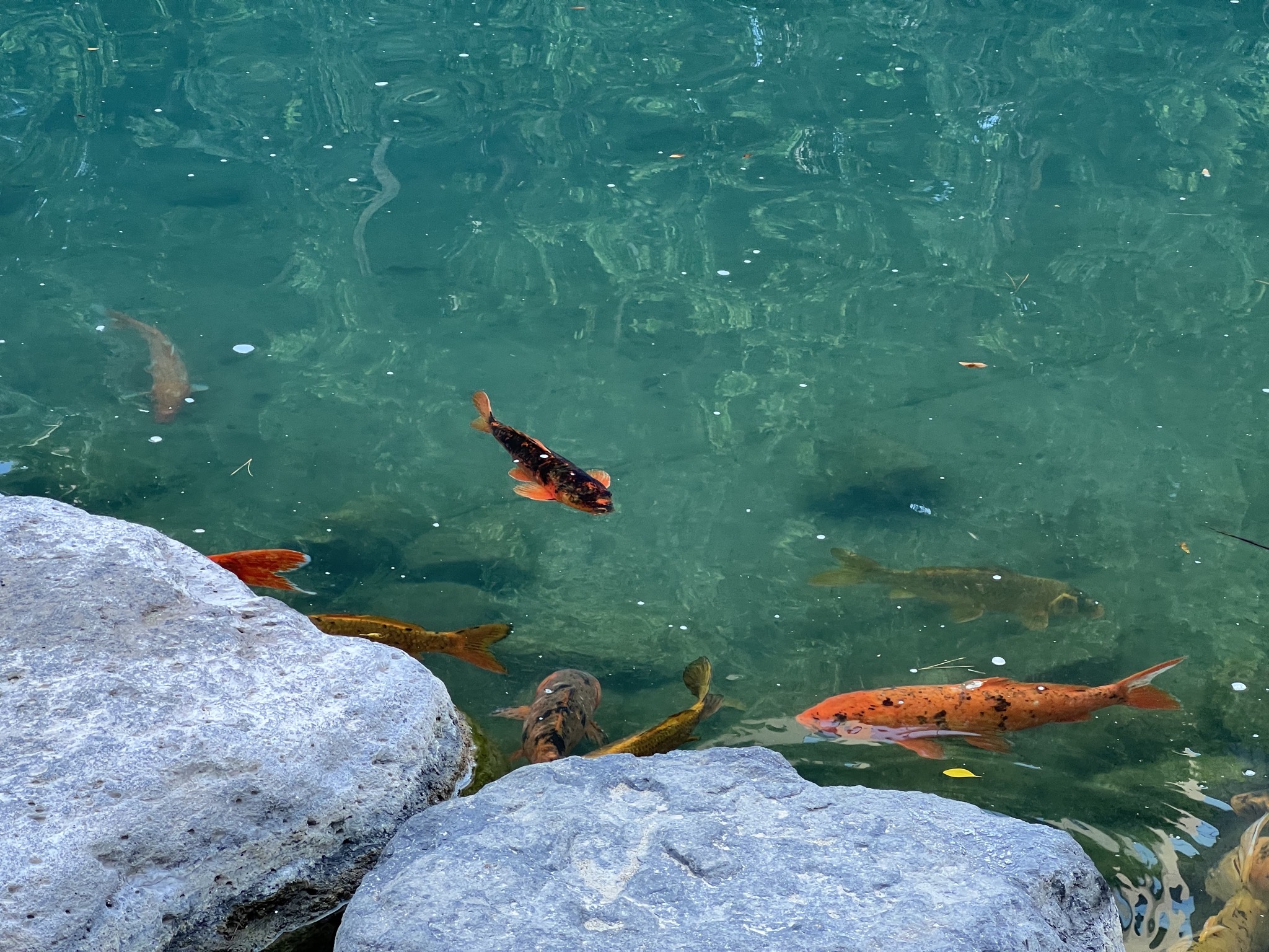 Koi