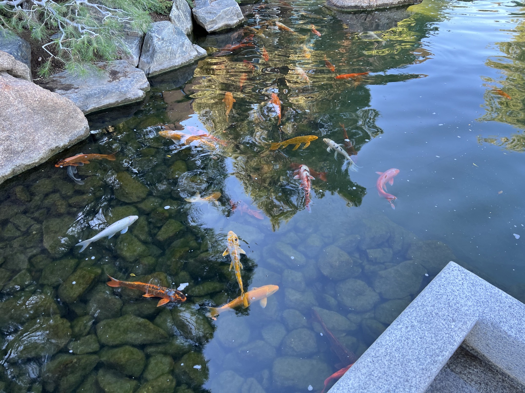Koi