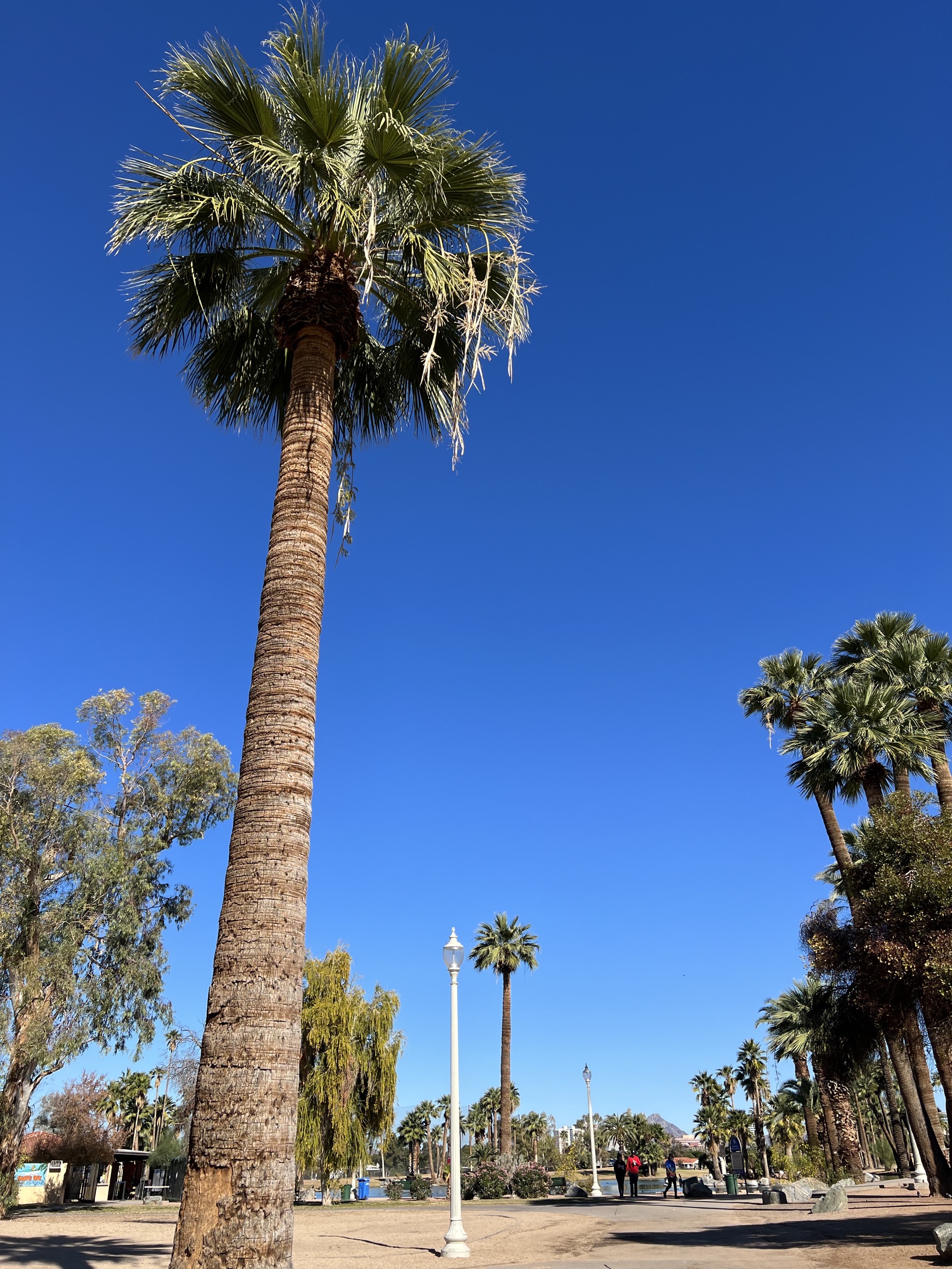 Palm tree