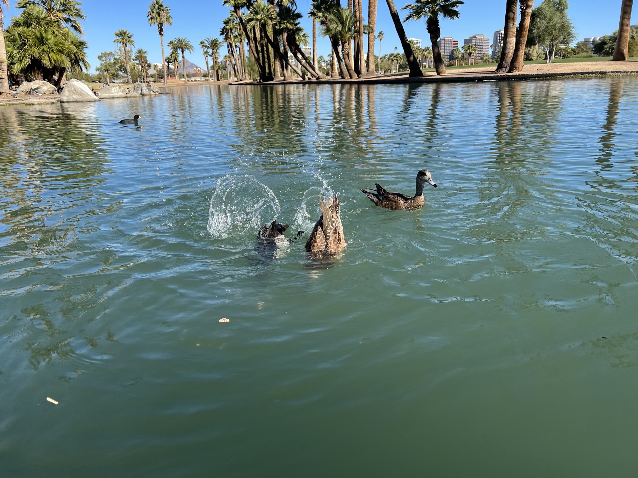 Ducks