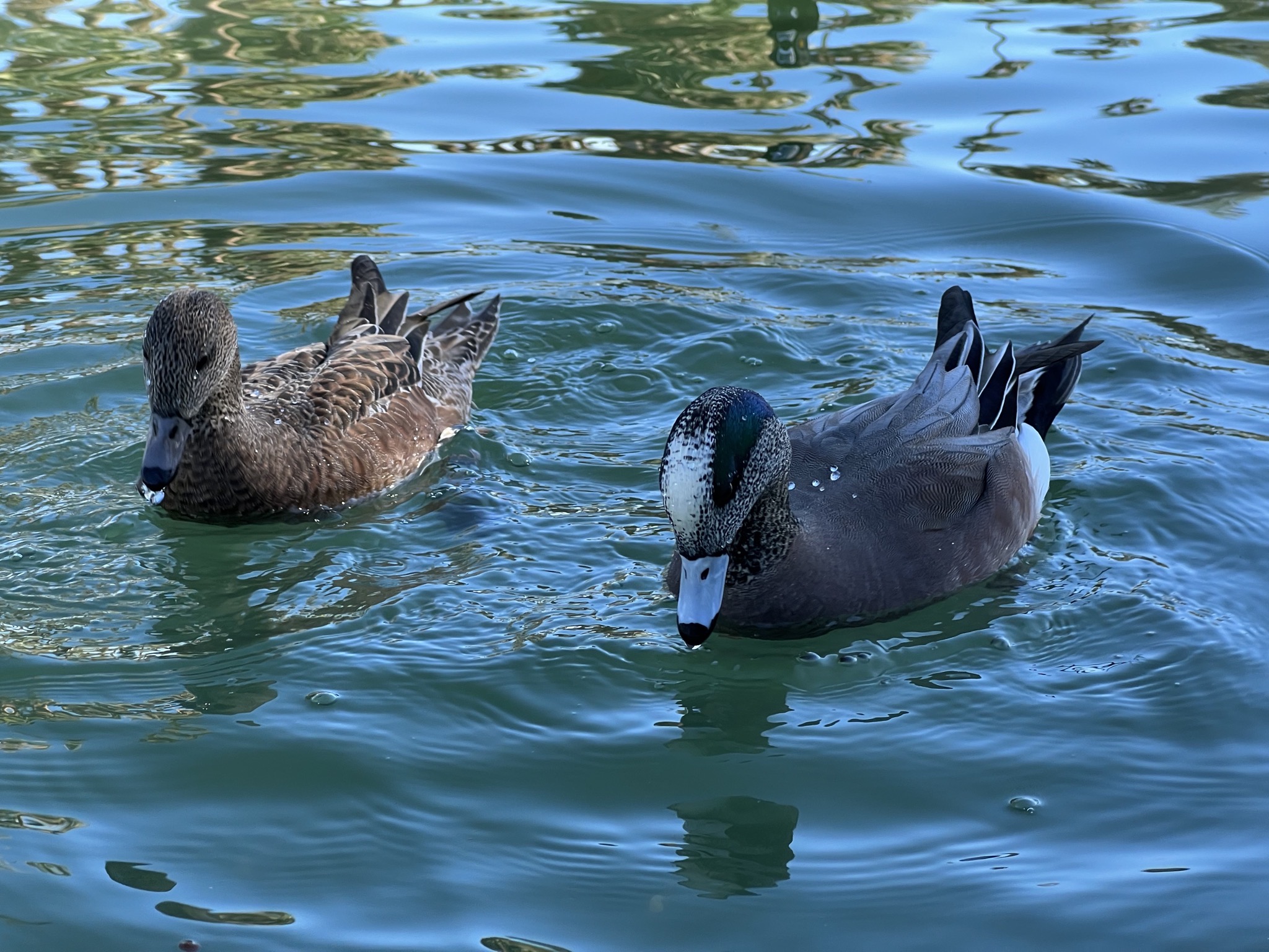 Ducks