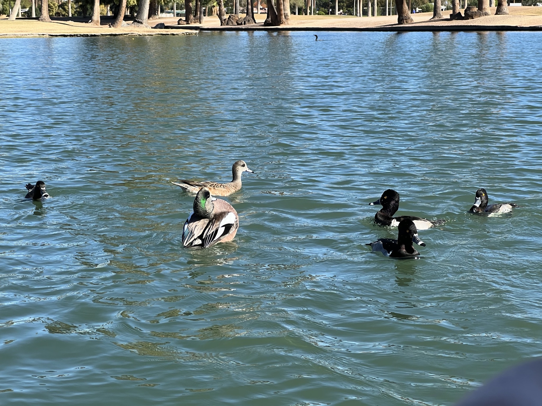 Ducks