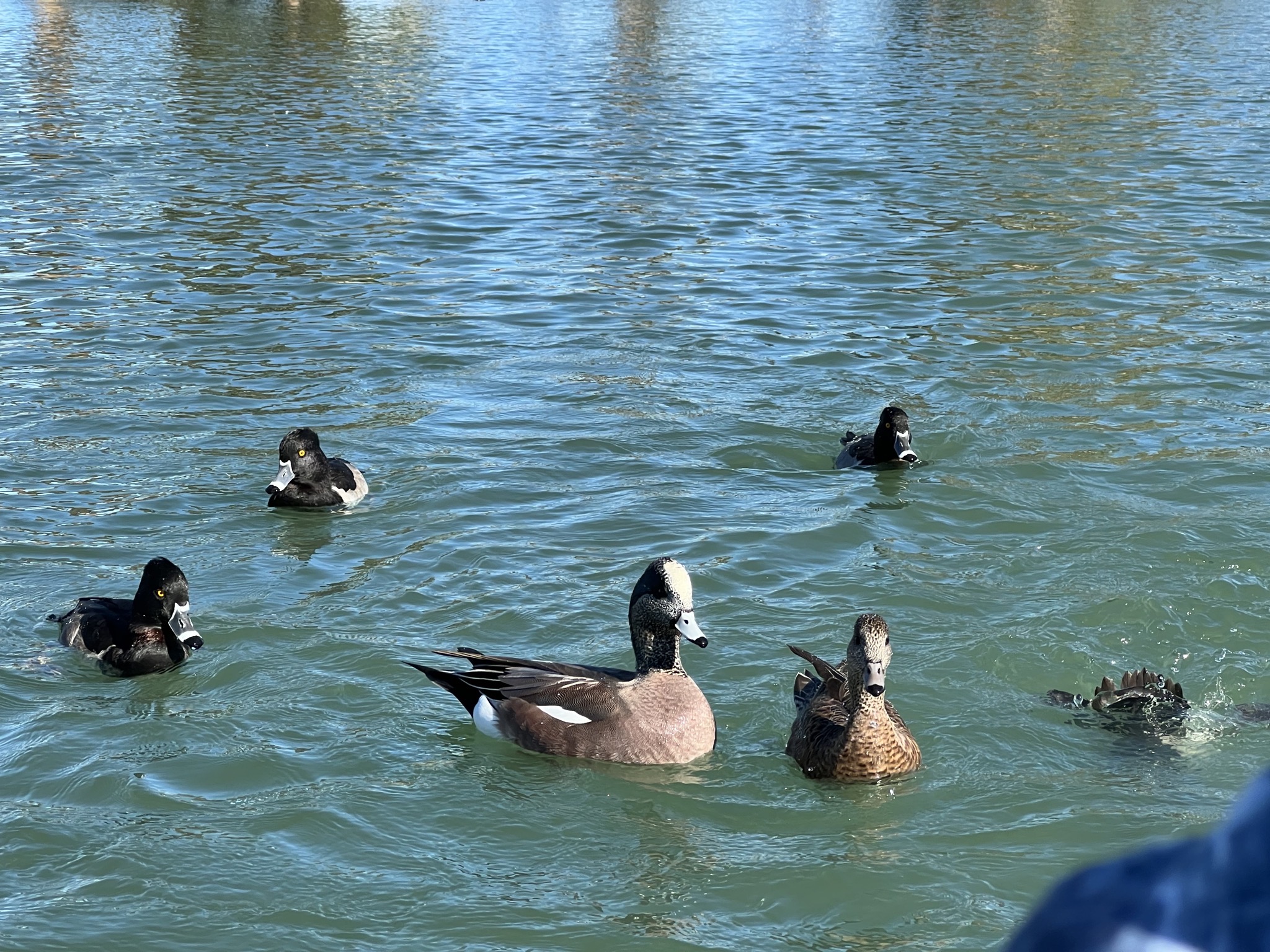 Ducks