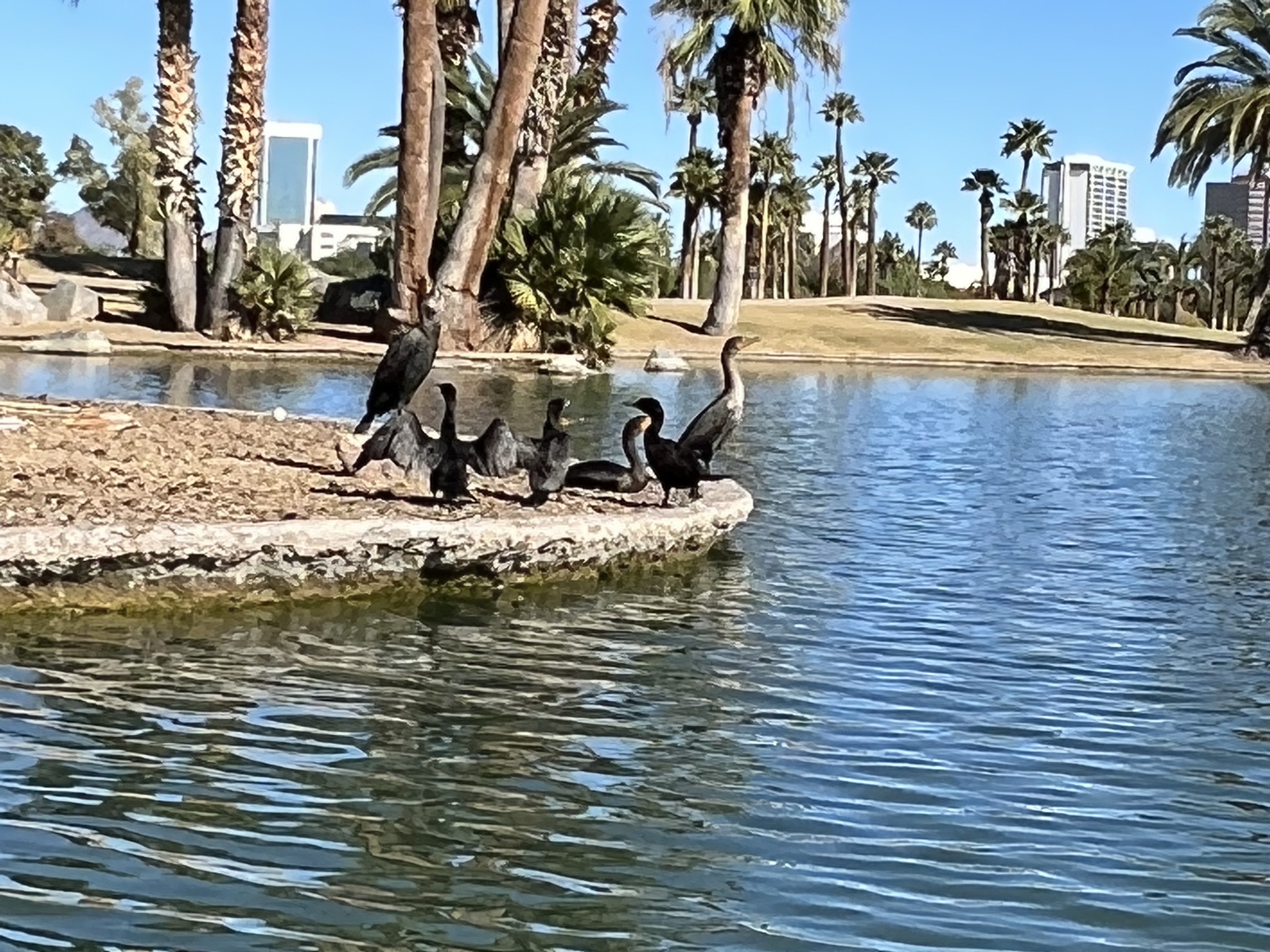 Birds