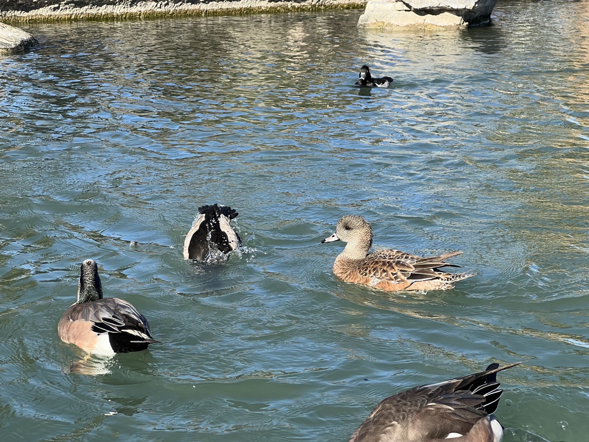 Ducks