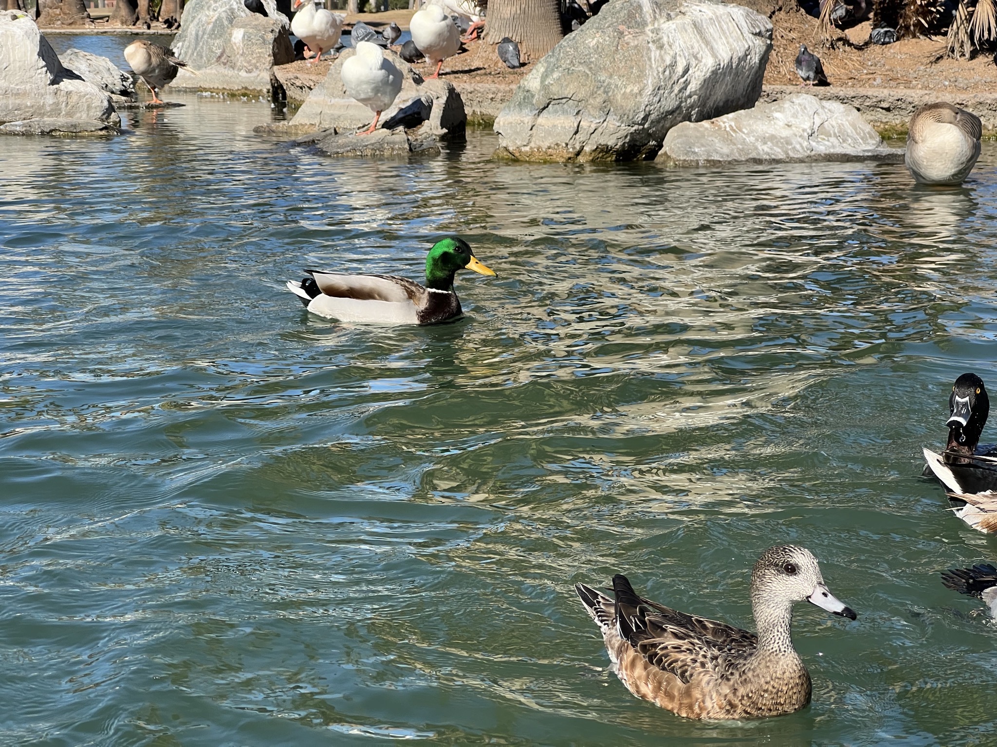 Ducks