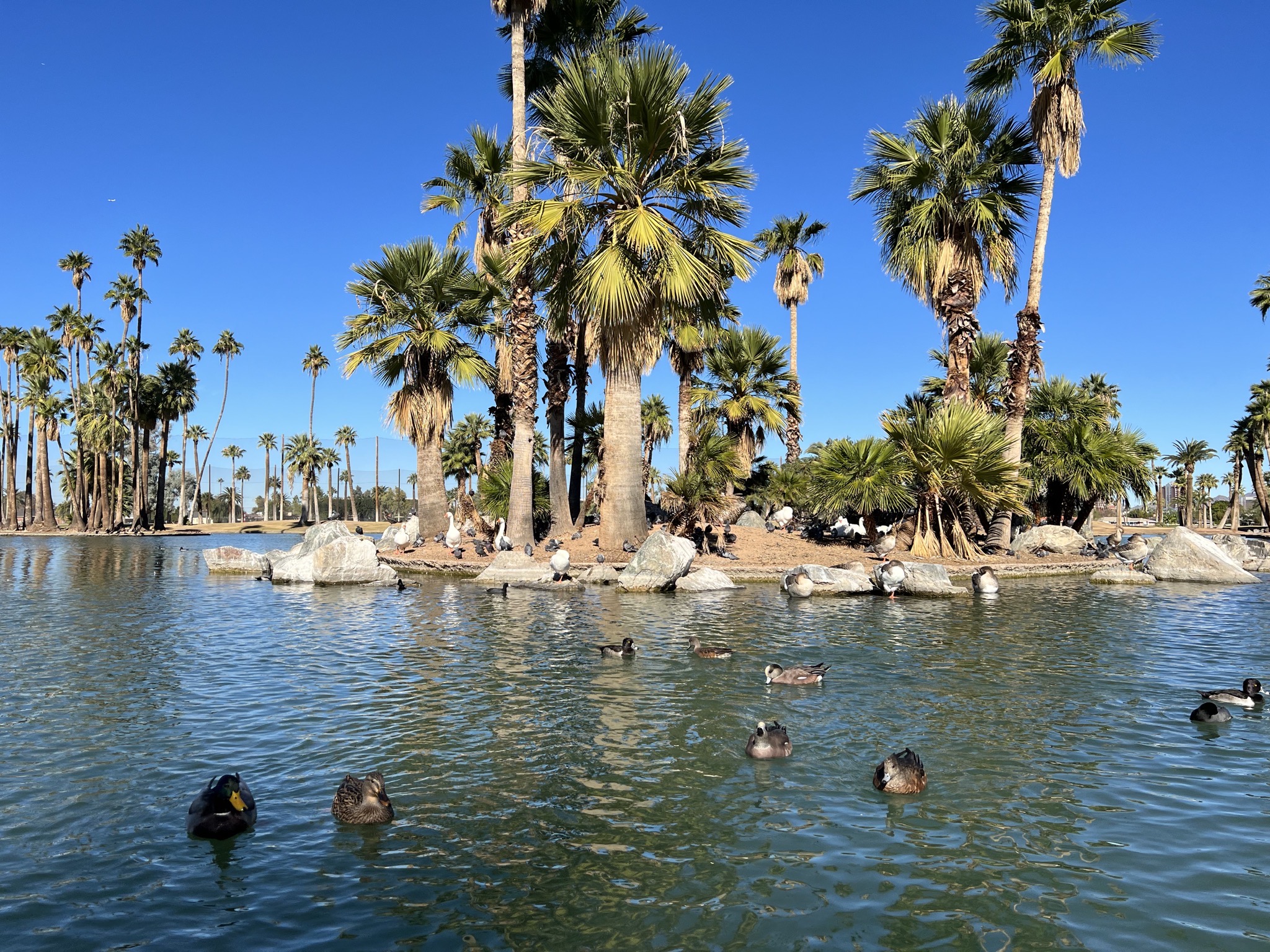 Ducks