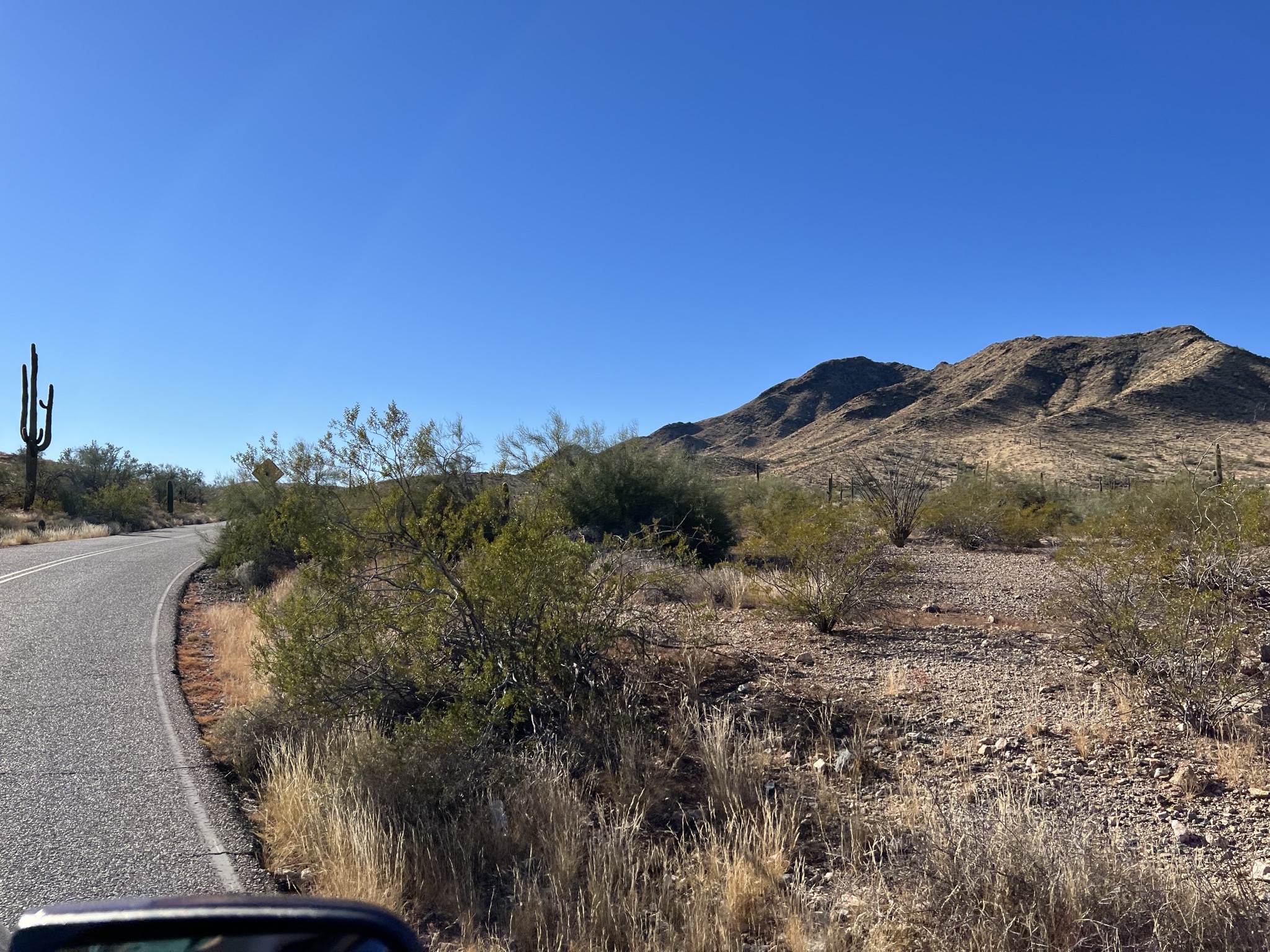 Road and cacti