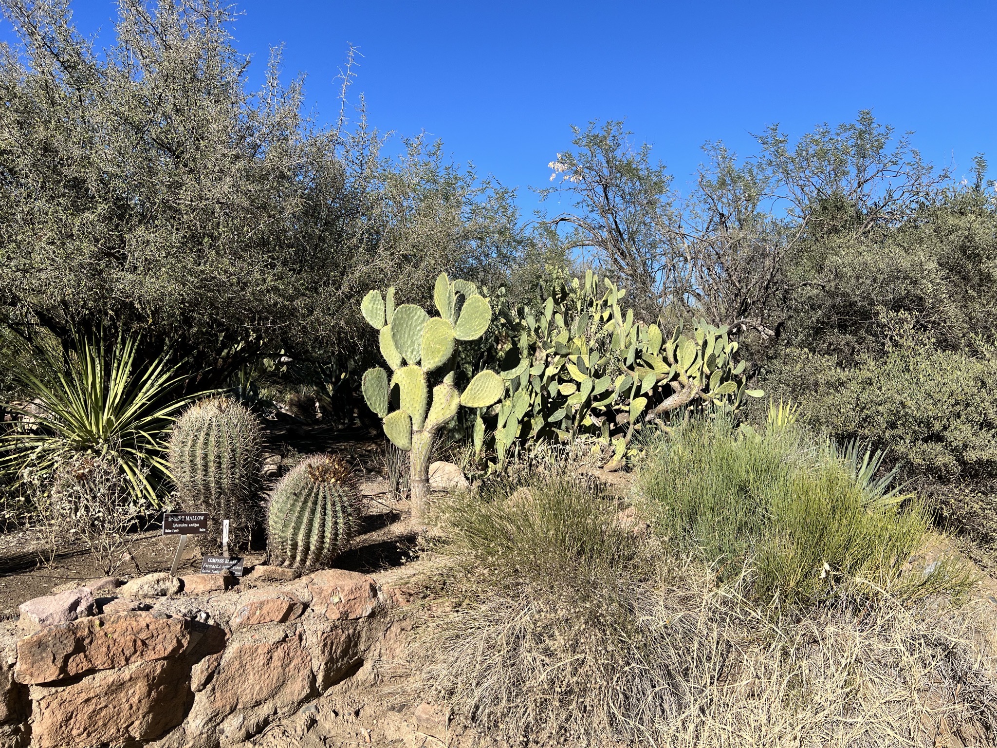 Cacti