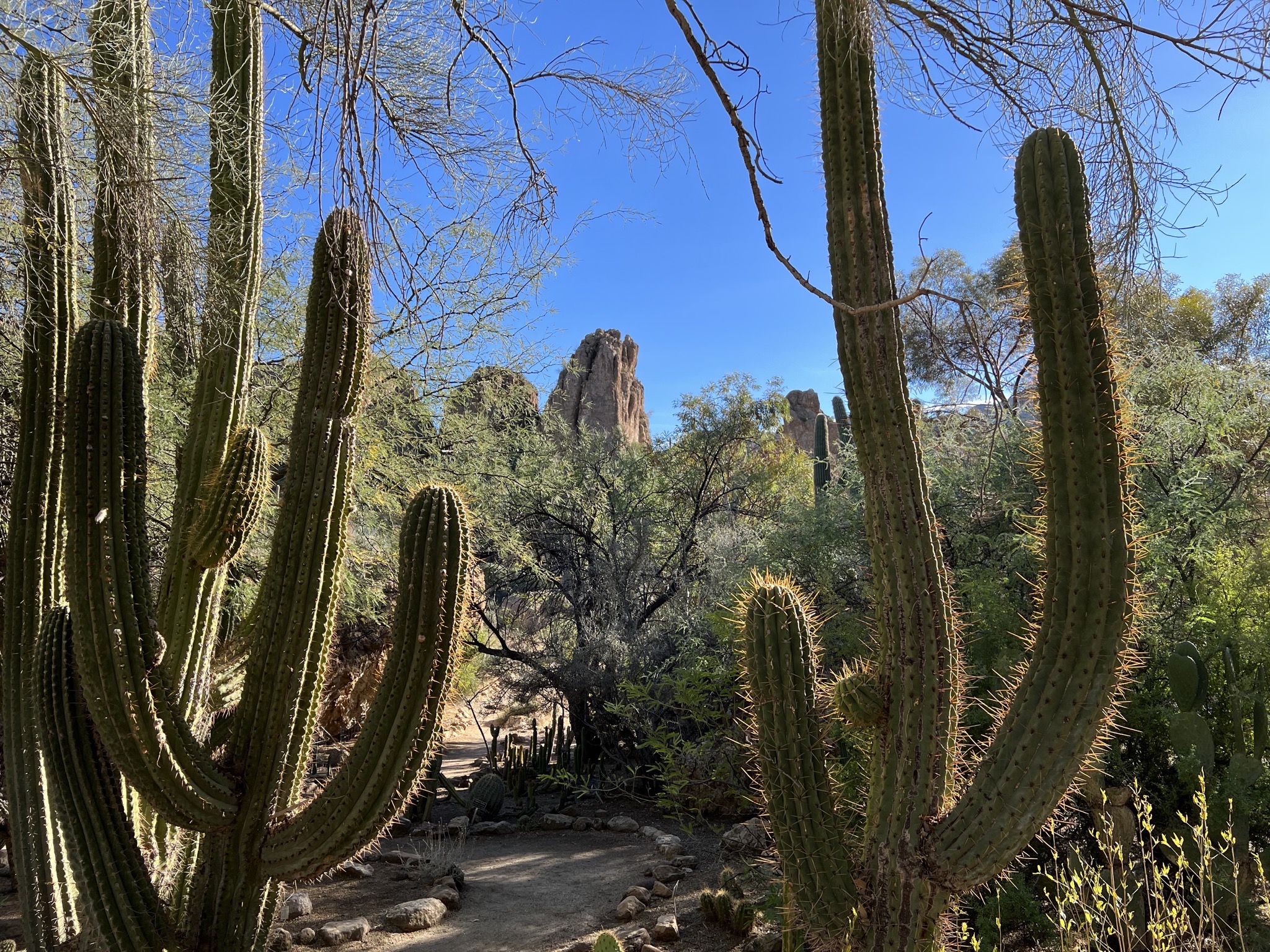 Cacti