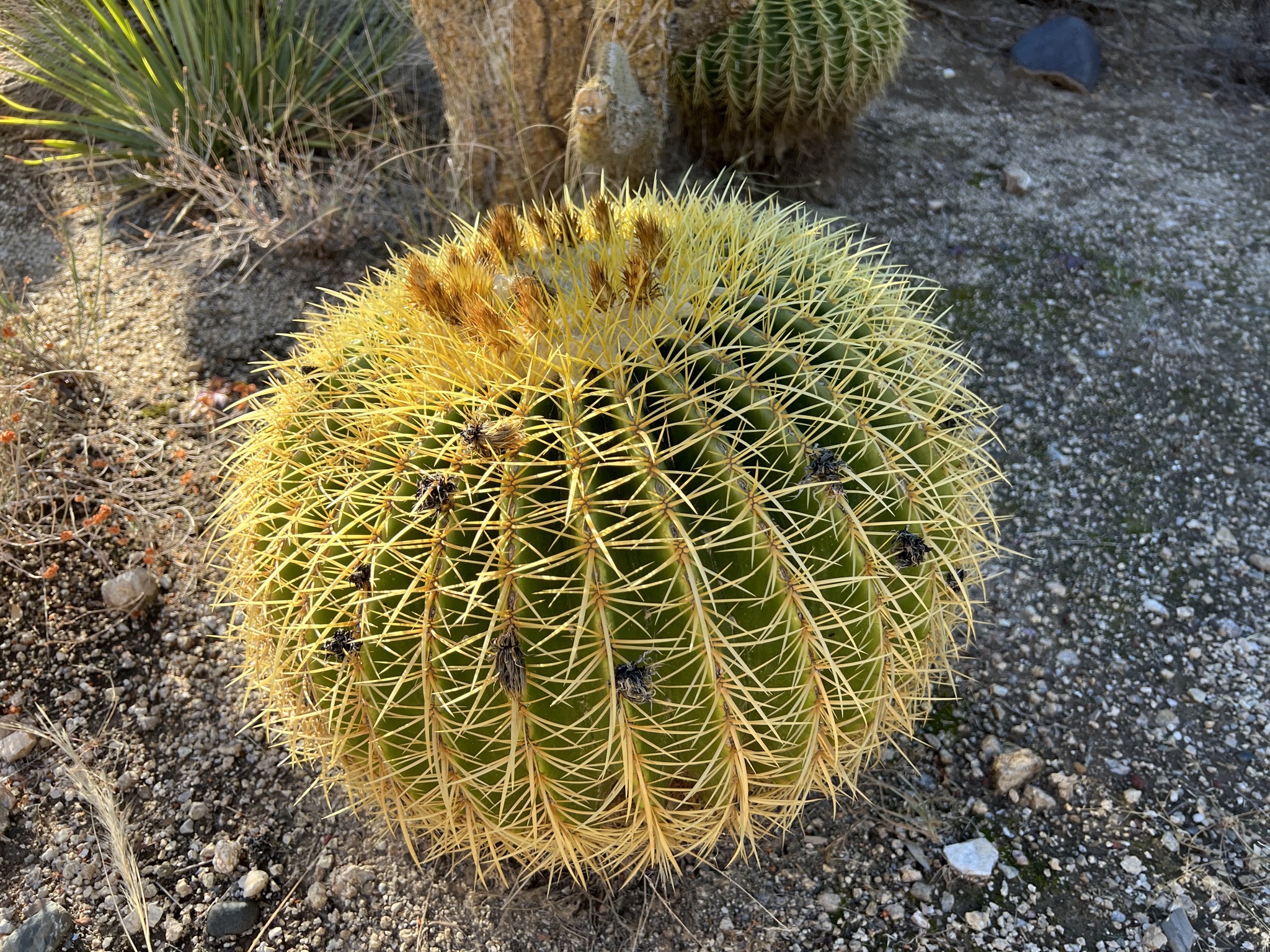 Cacti