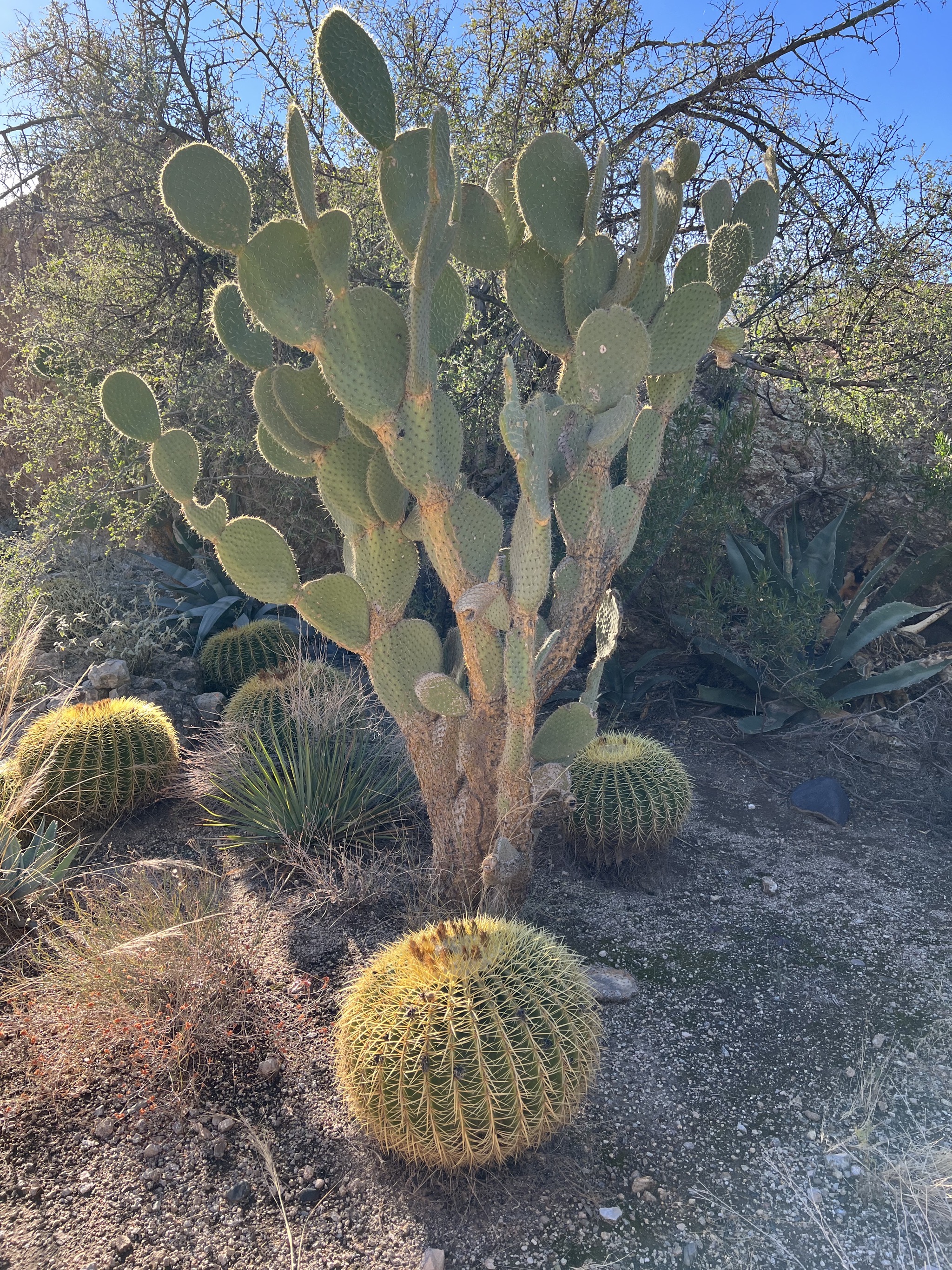 Cacti