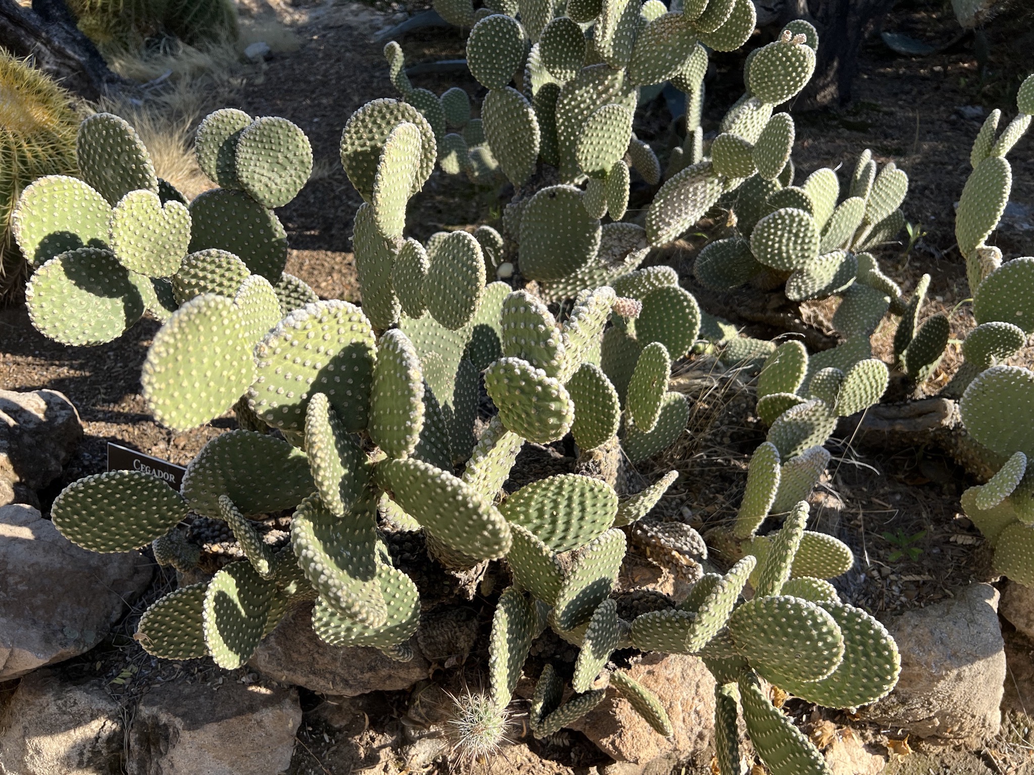 Cacti