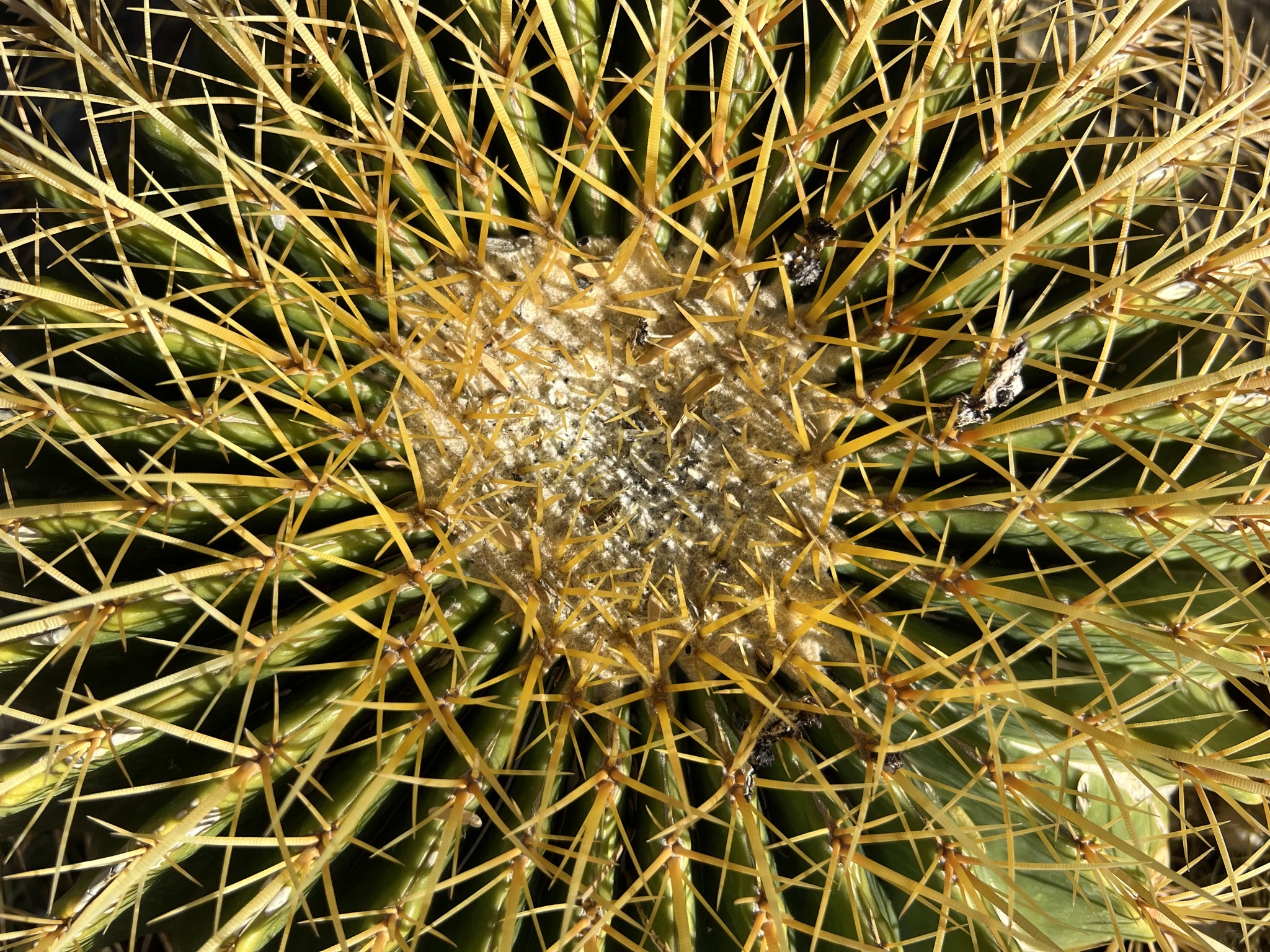 Cacti