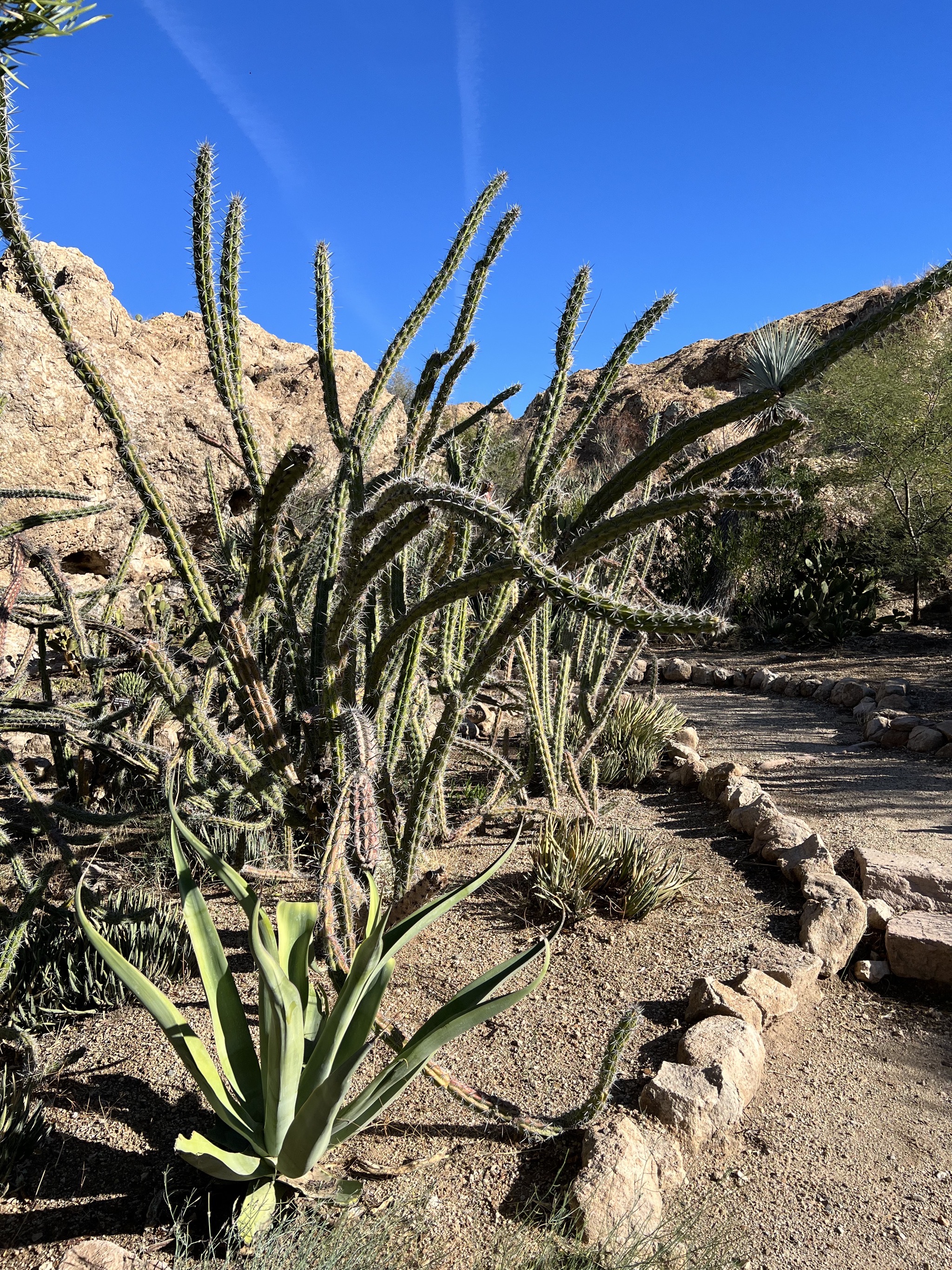 Cacti
