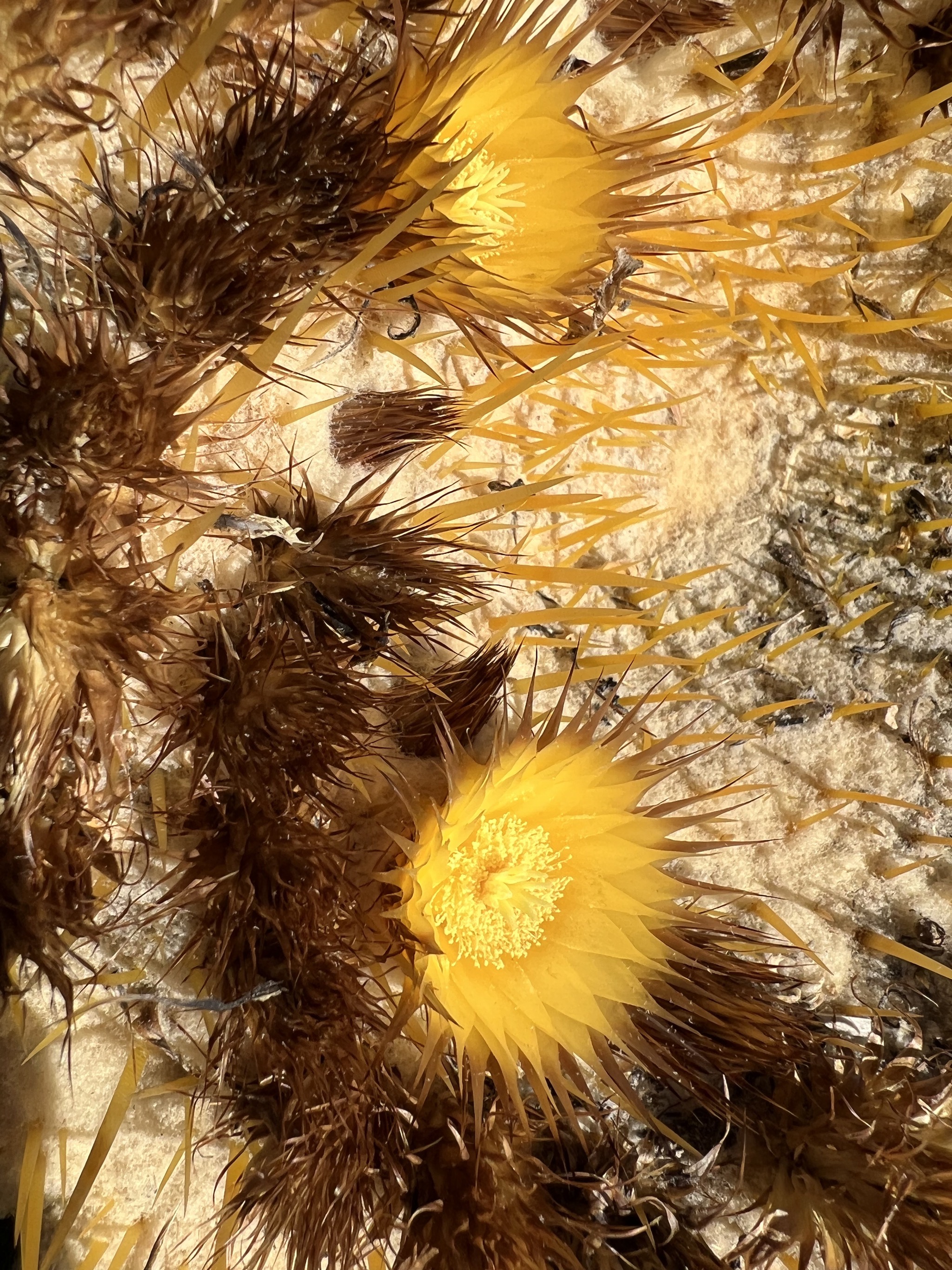 Cacti