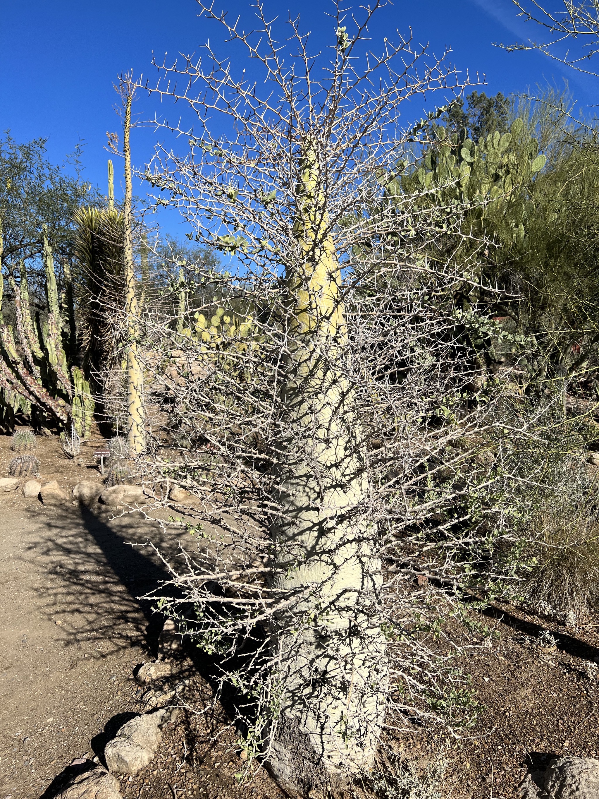Cacti