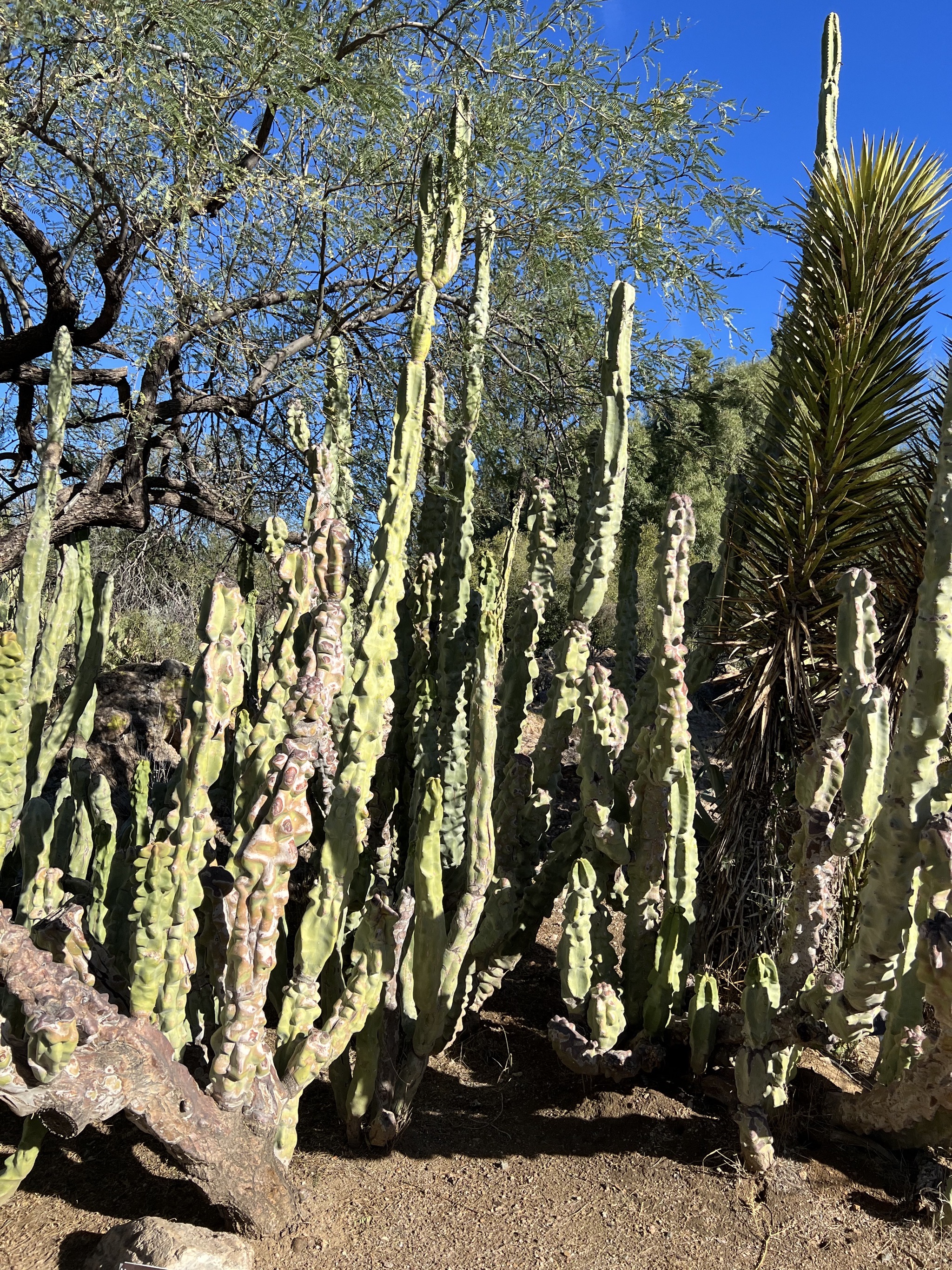 Cacti