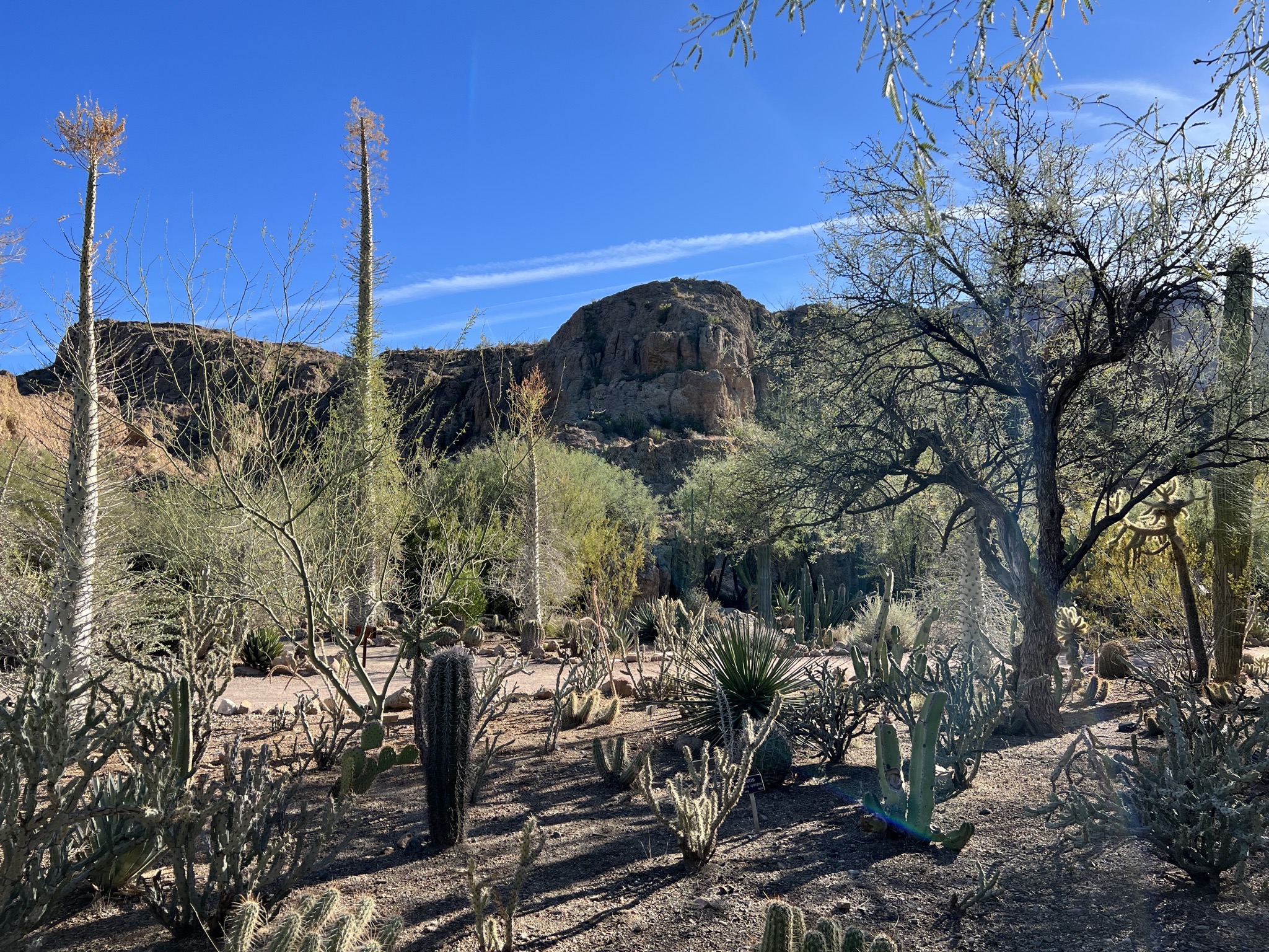 Cacti