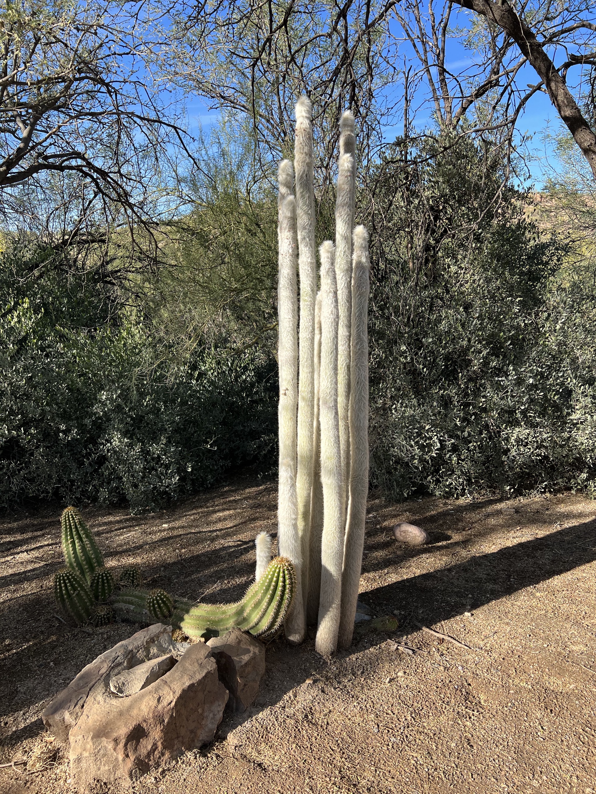 Cacti