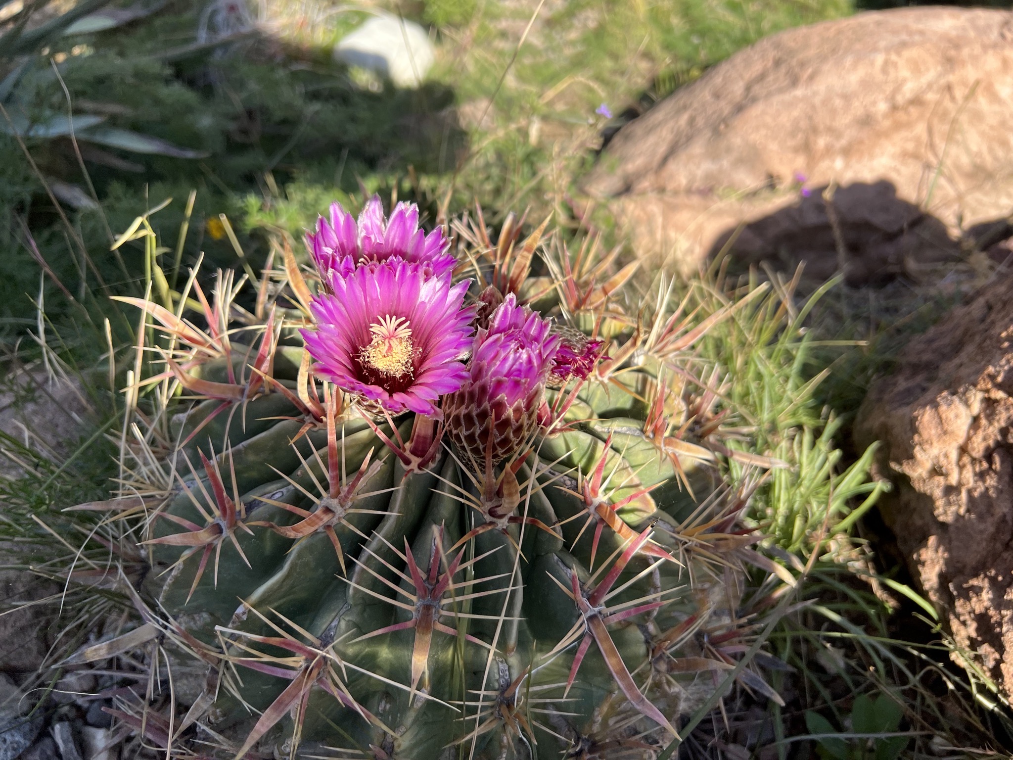 Flowering cacti