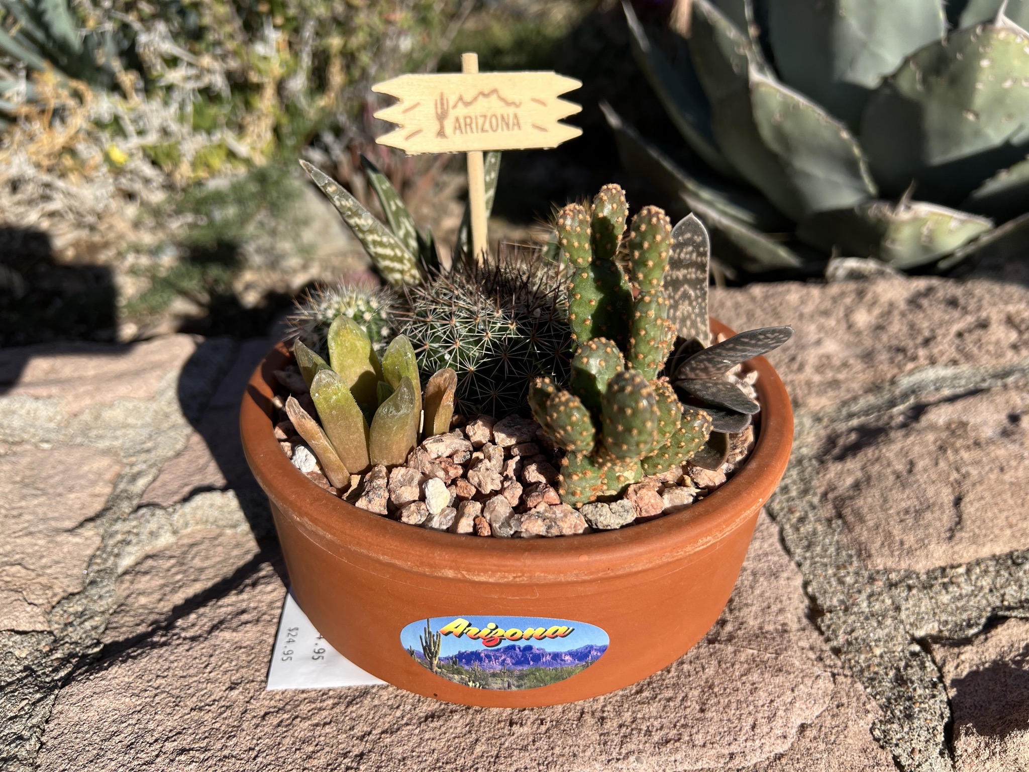 Potted cacti