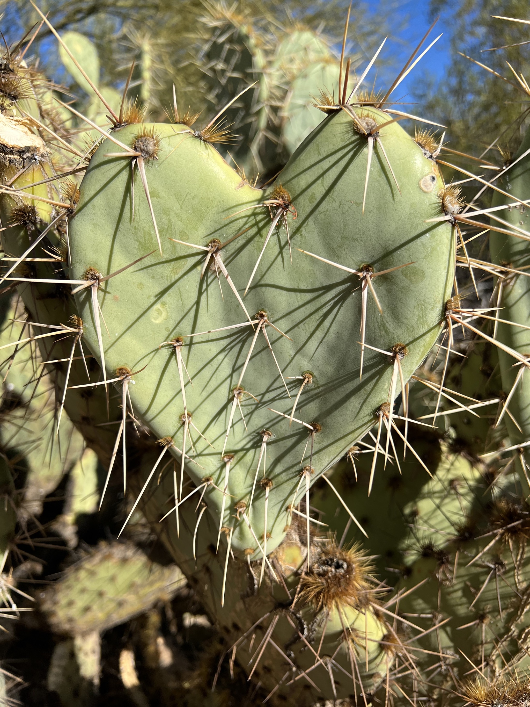 Heart-shaped cactus