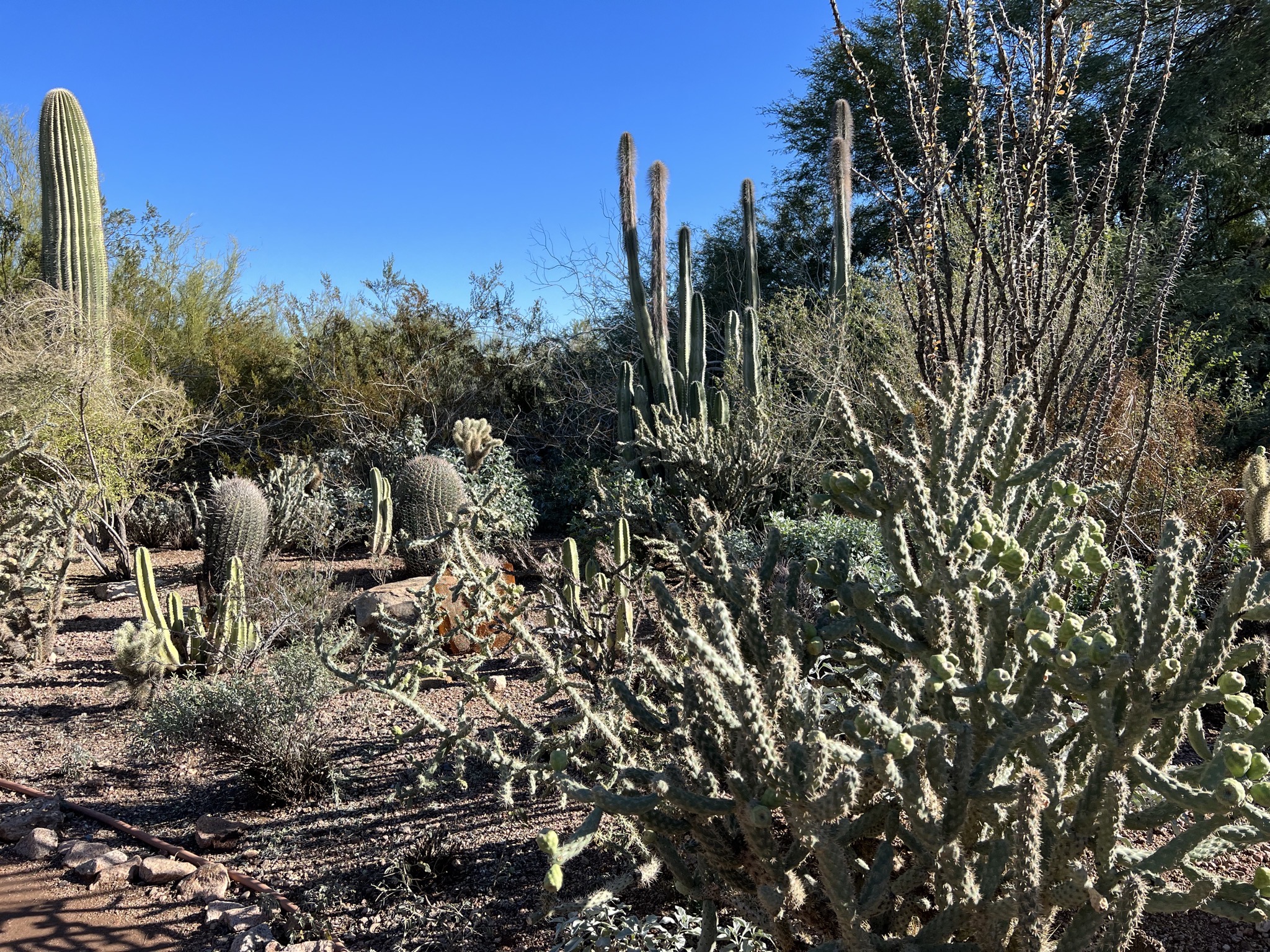 Cacti