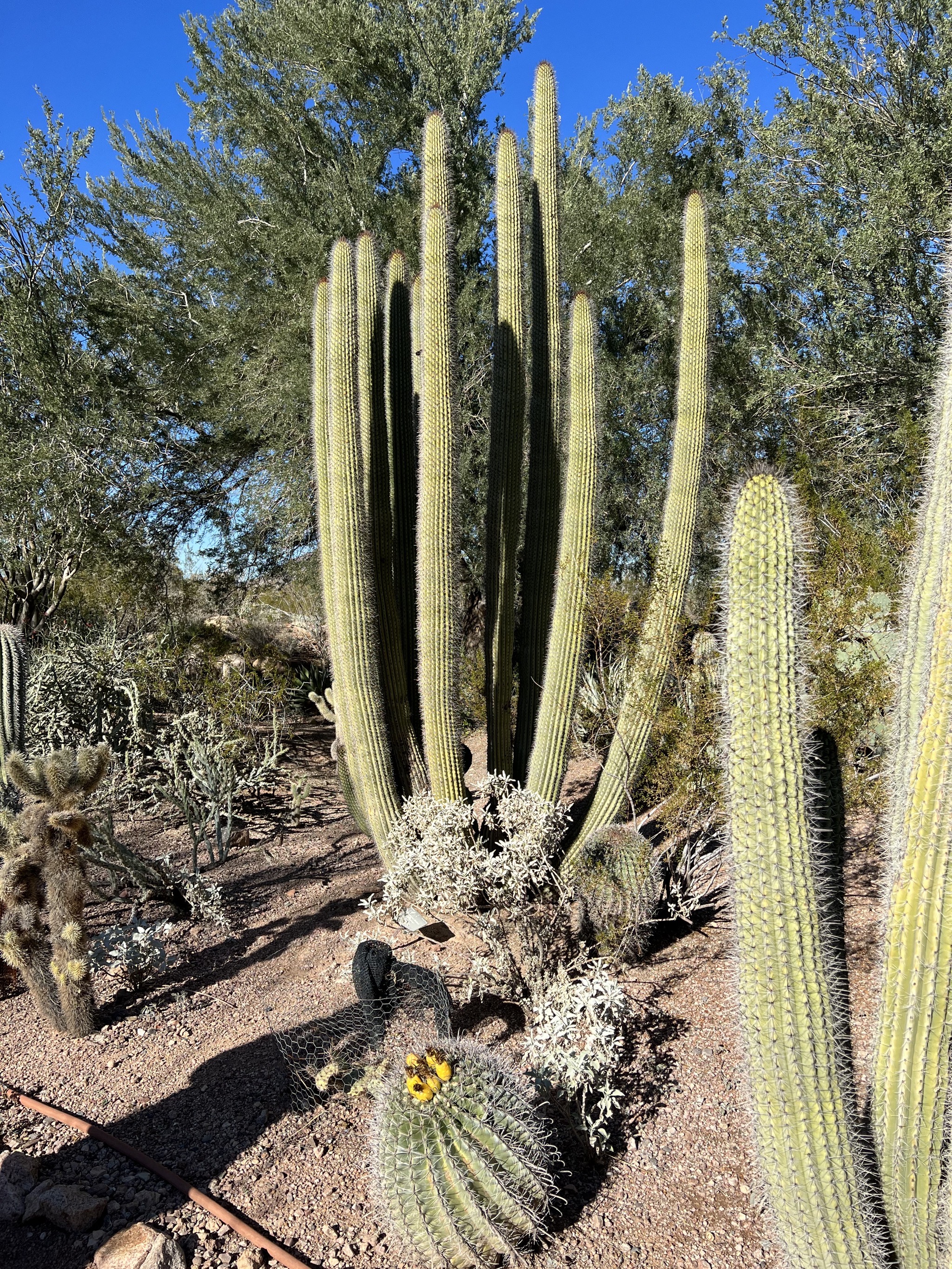 Cacti