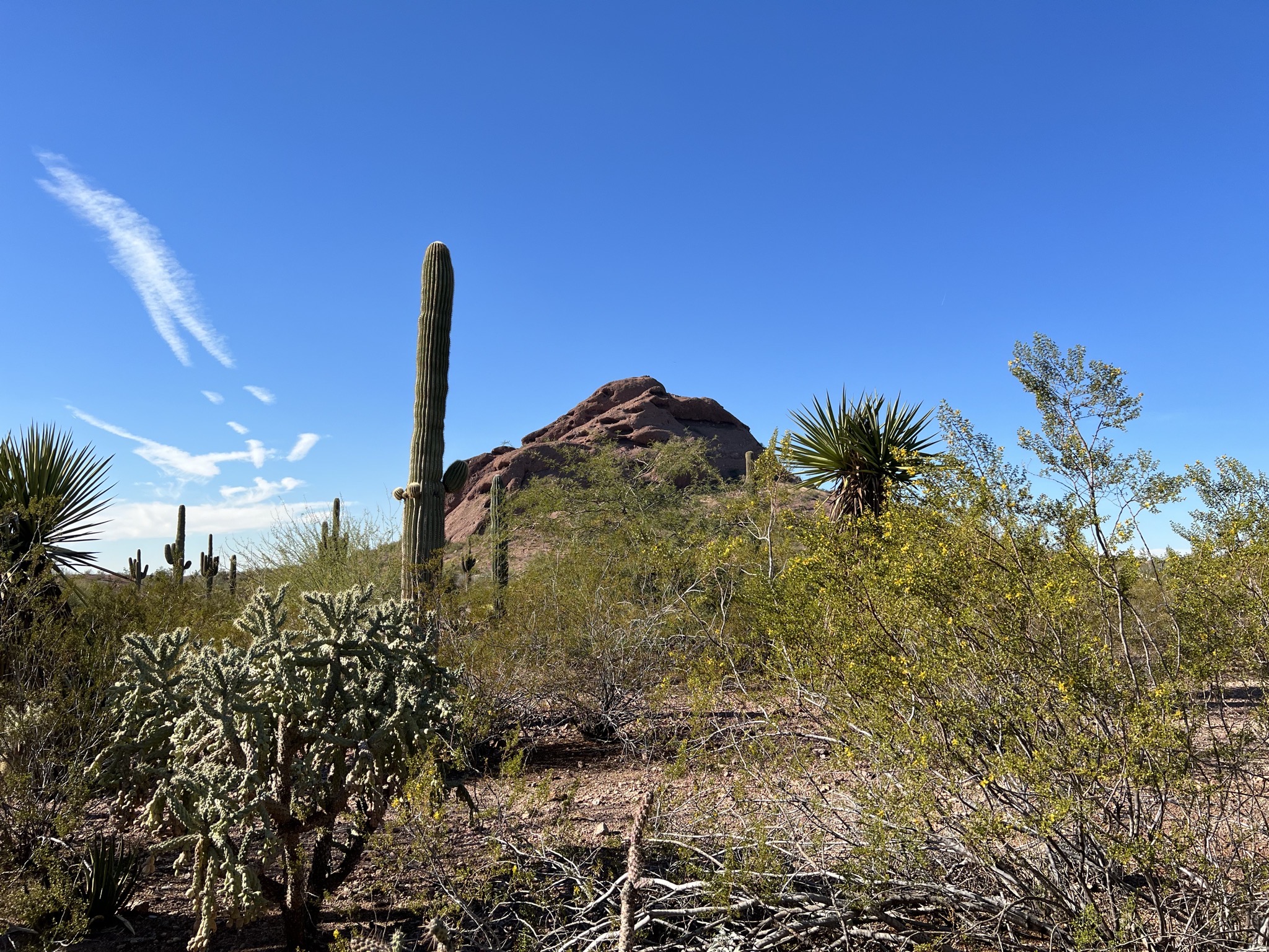 Cacti