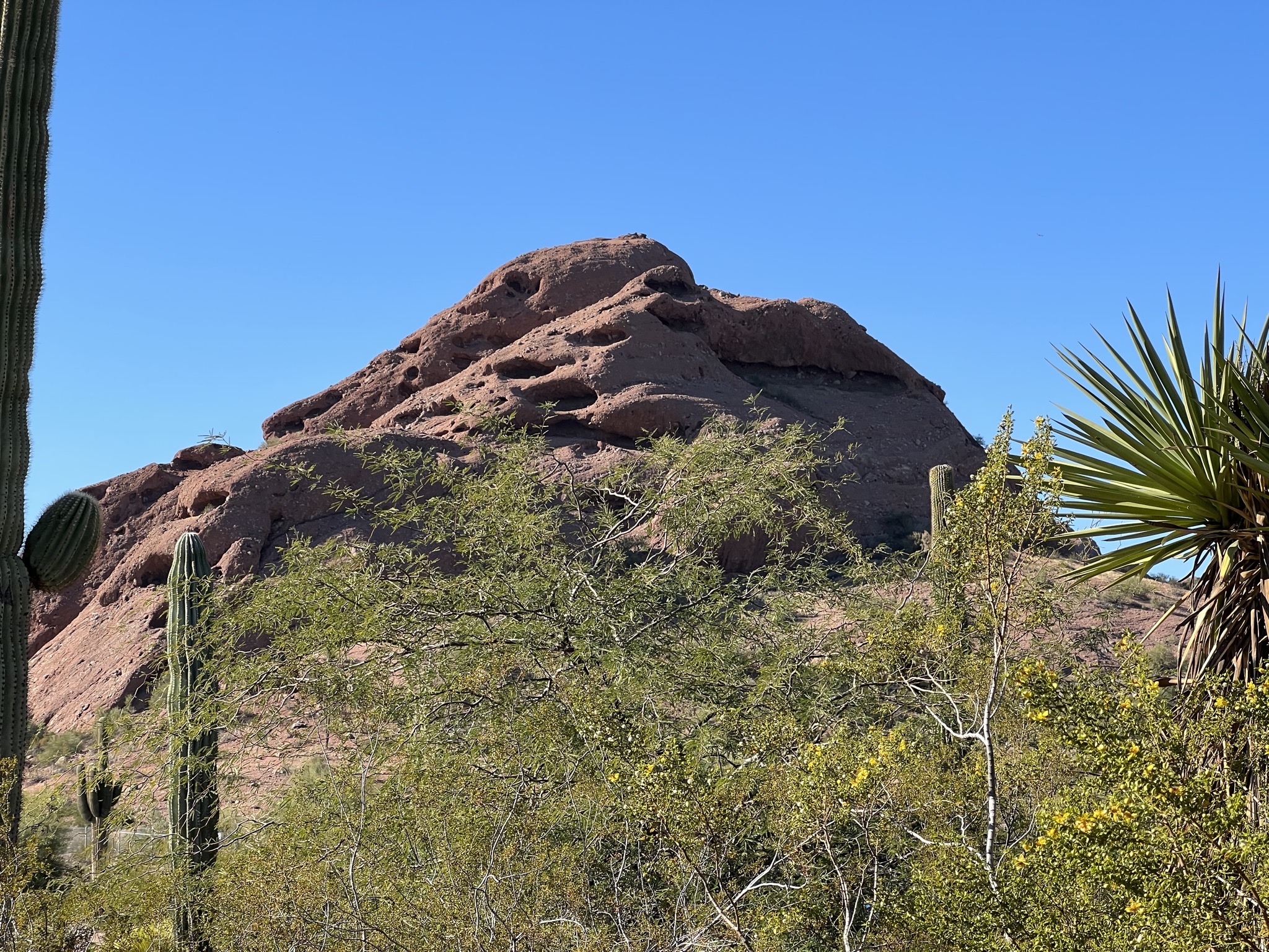 Cacti
