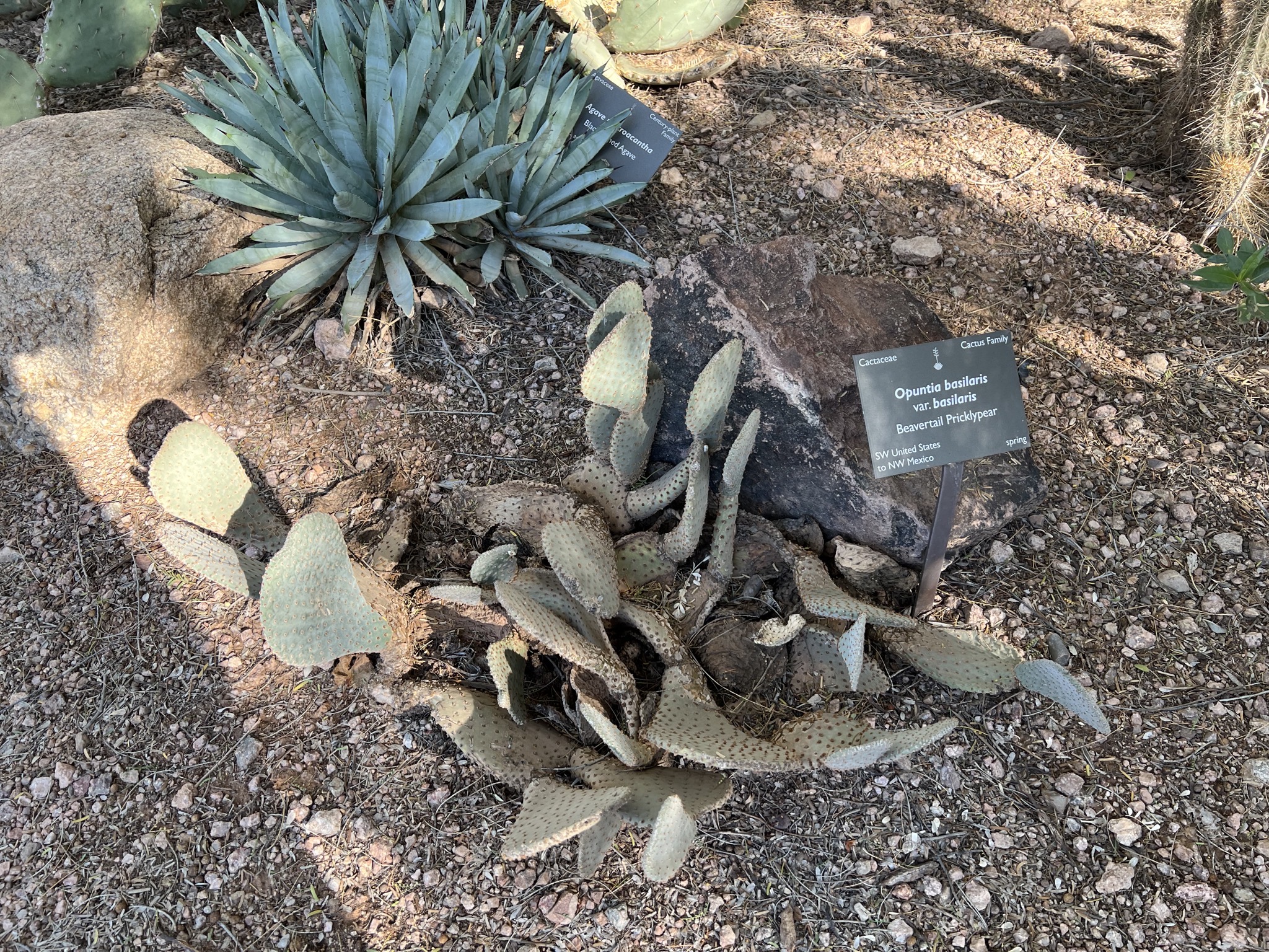 Cacti