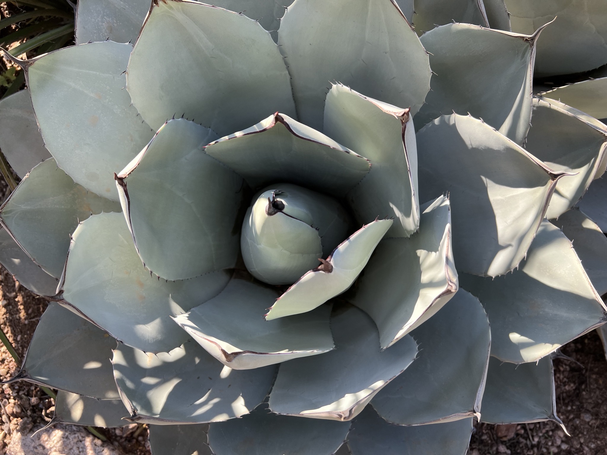 Cacti