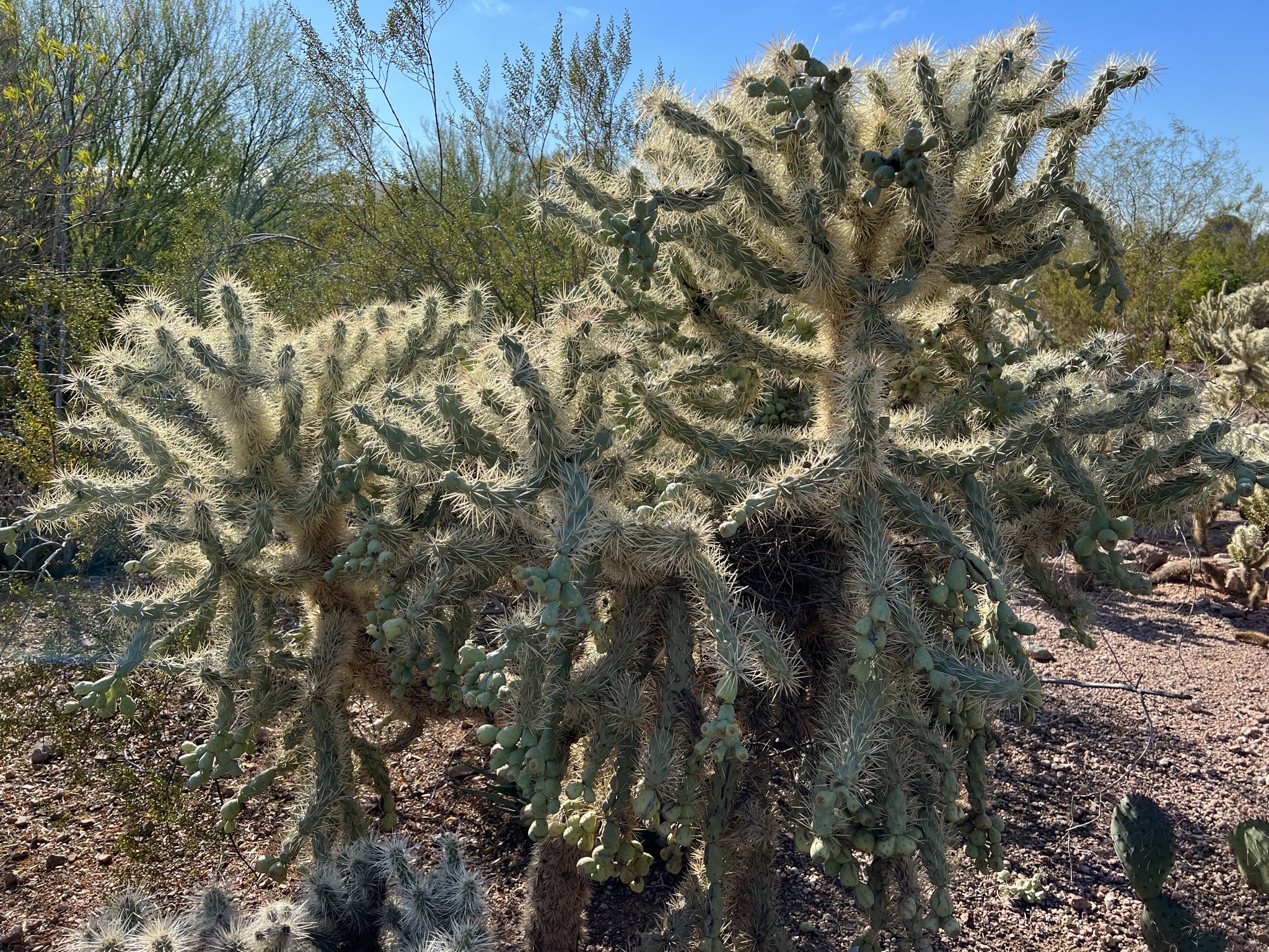Cacti