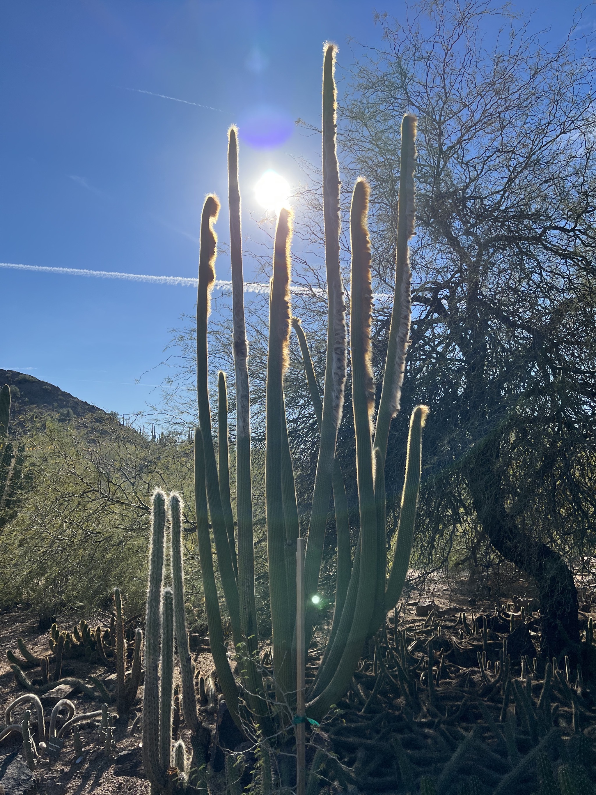 Cacti