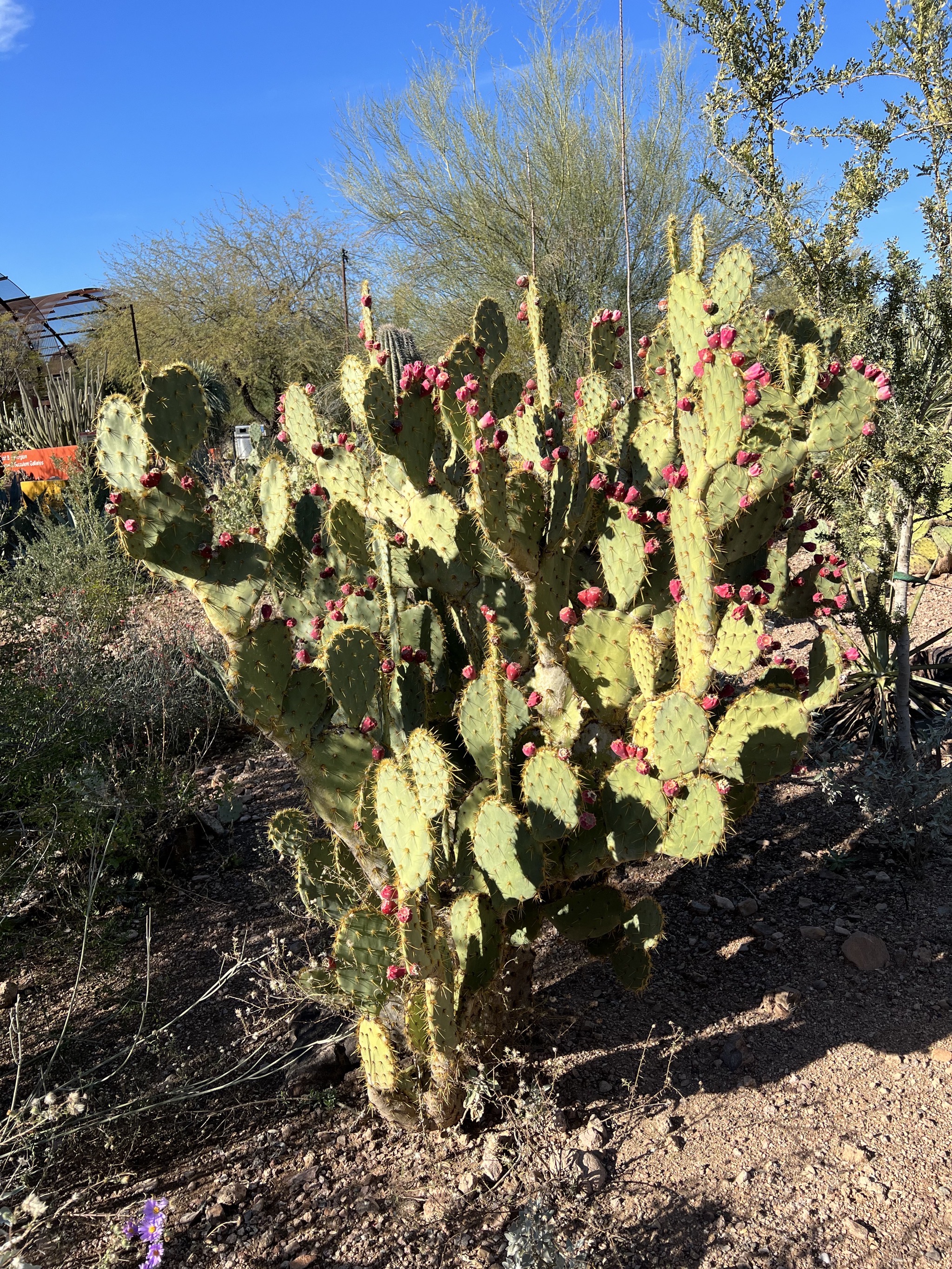 Cacti