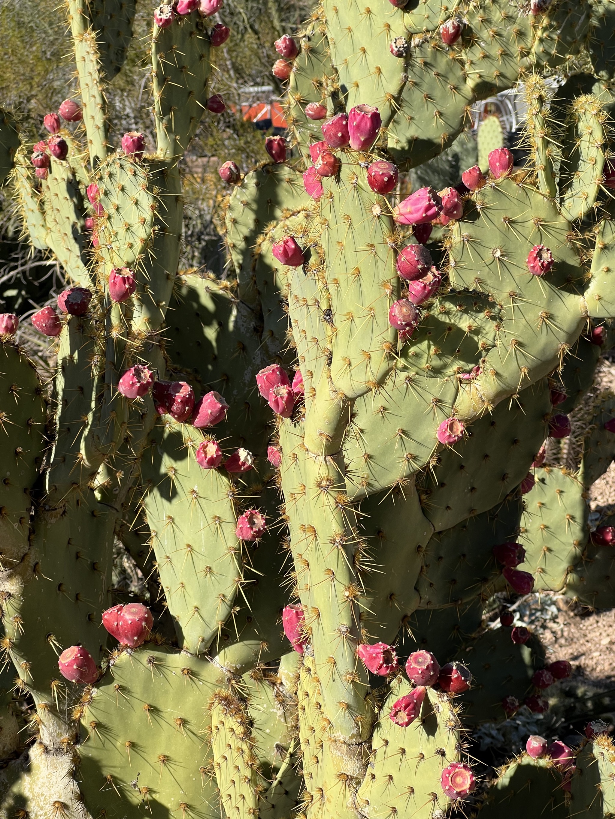 Cacti
