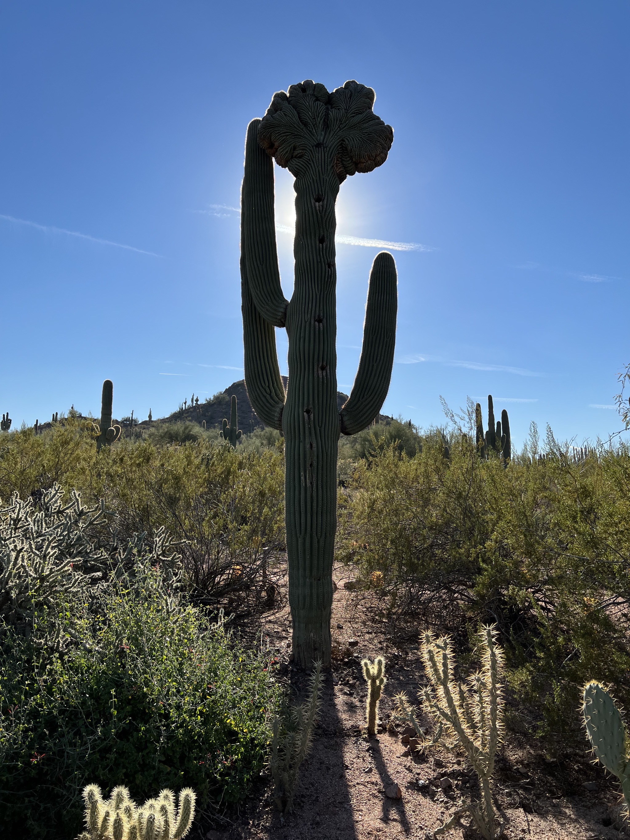 Cacti