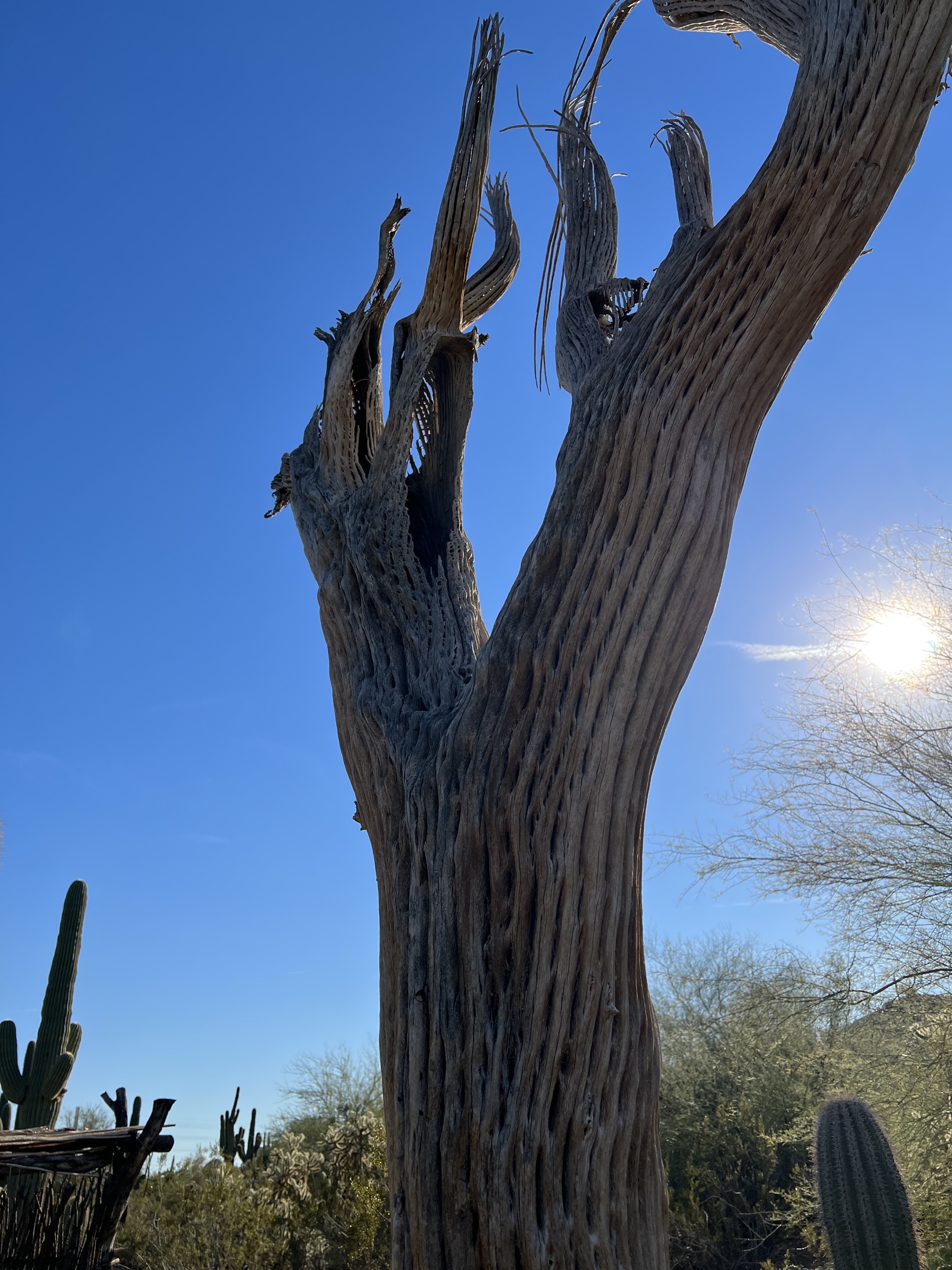 Cacti