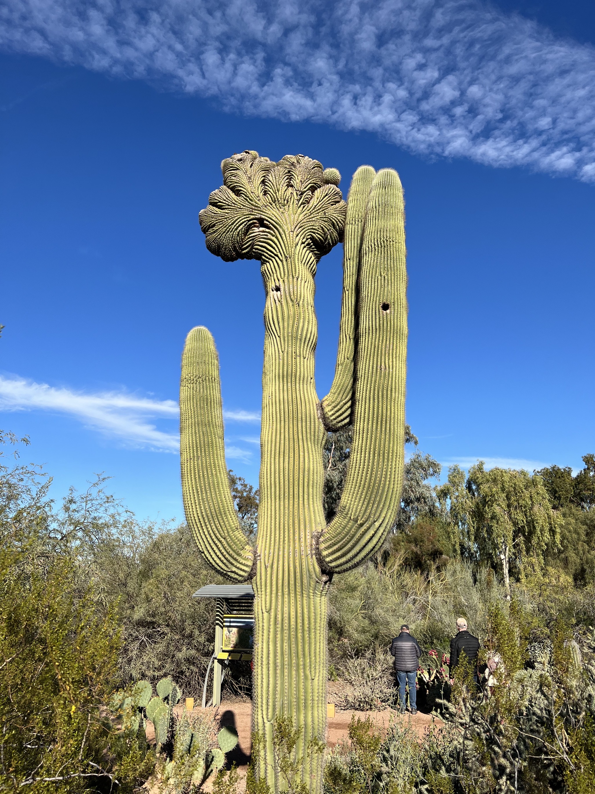 Cacti