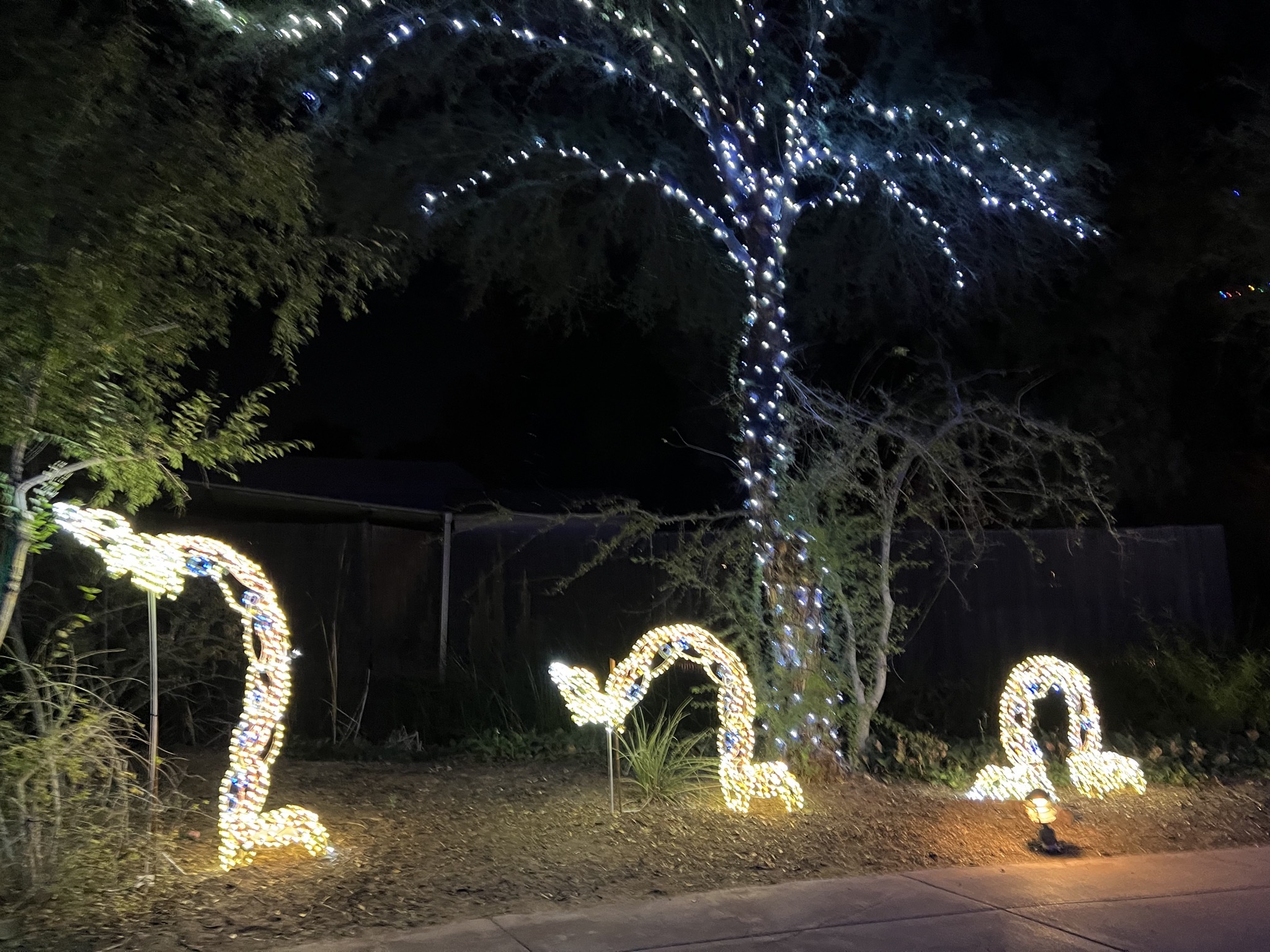 Zoo lights