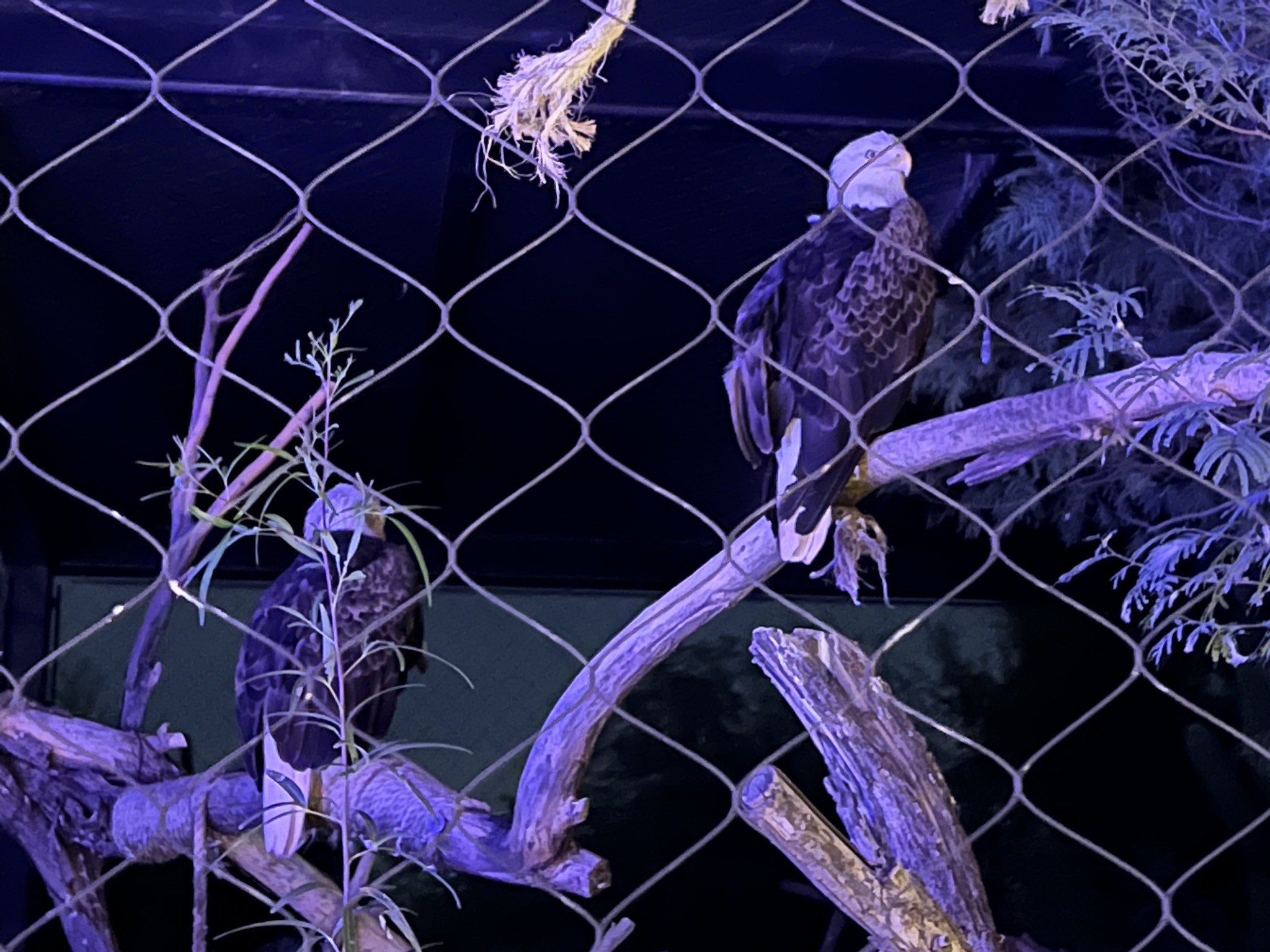 Bald eagles