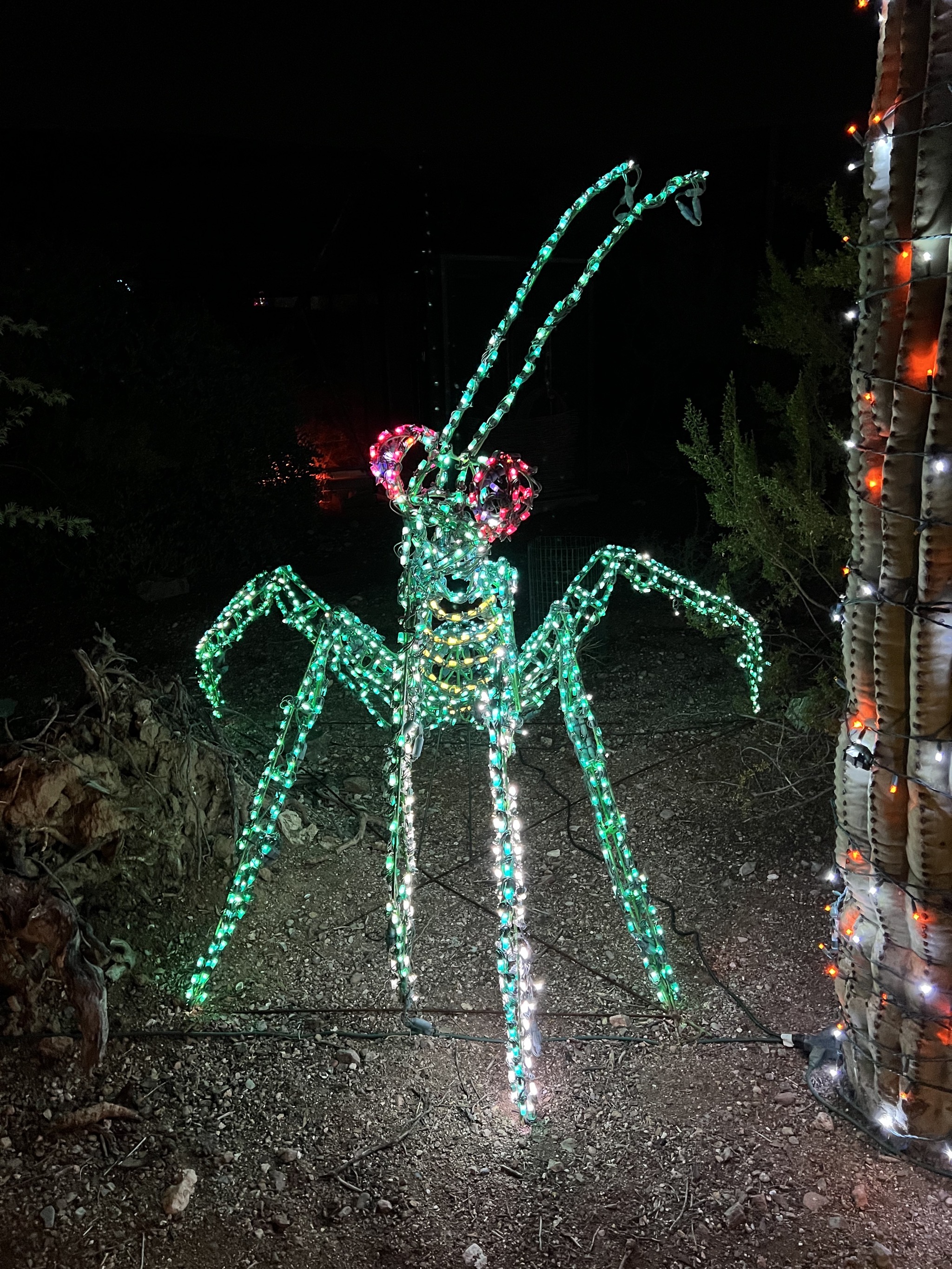 Zoo lights
