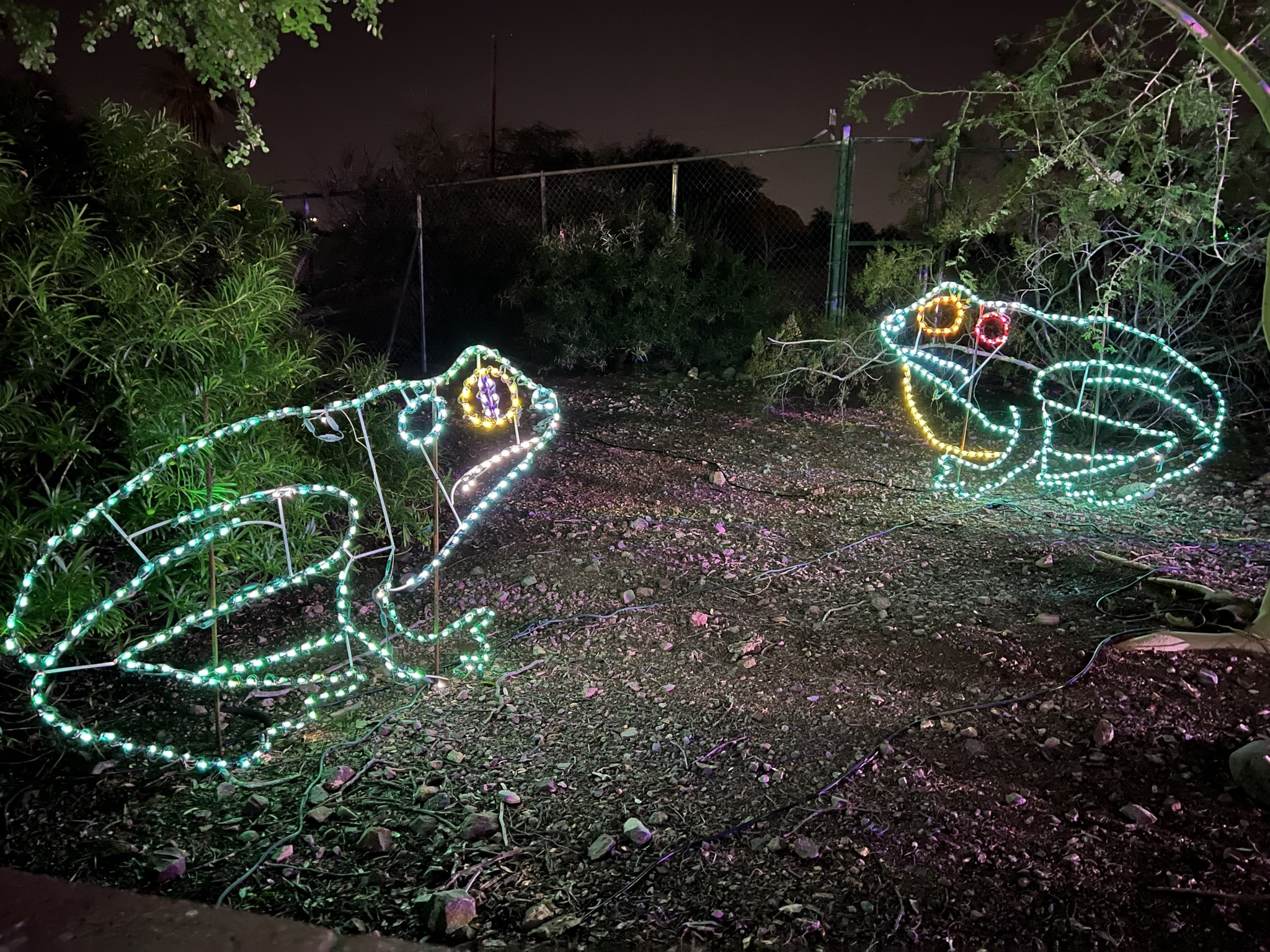 Zoo lights