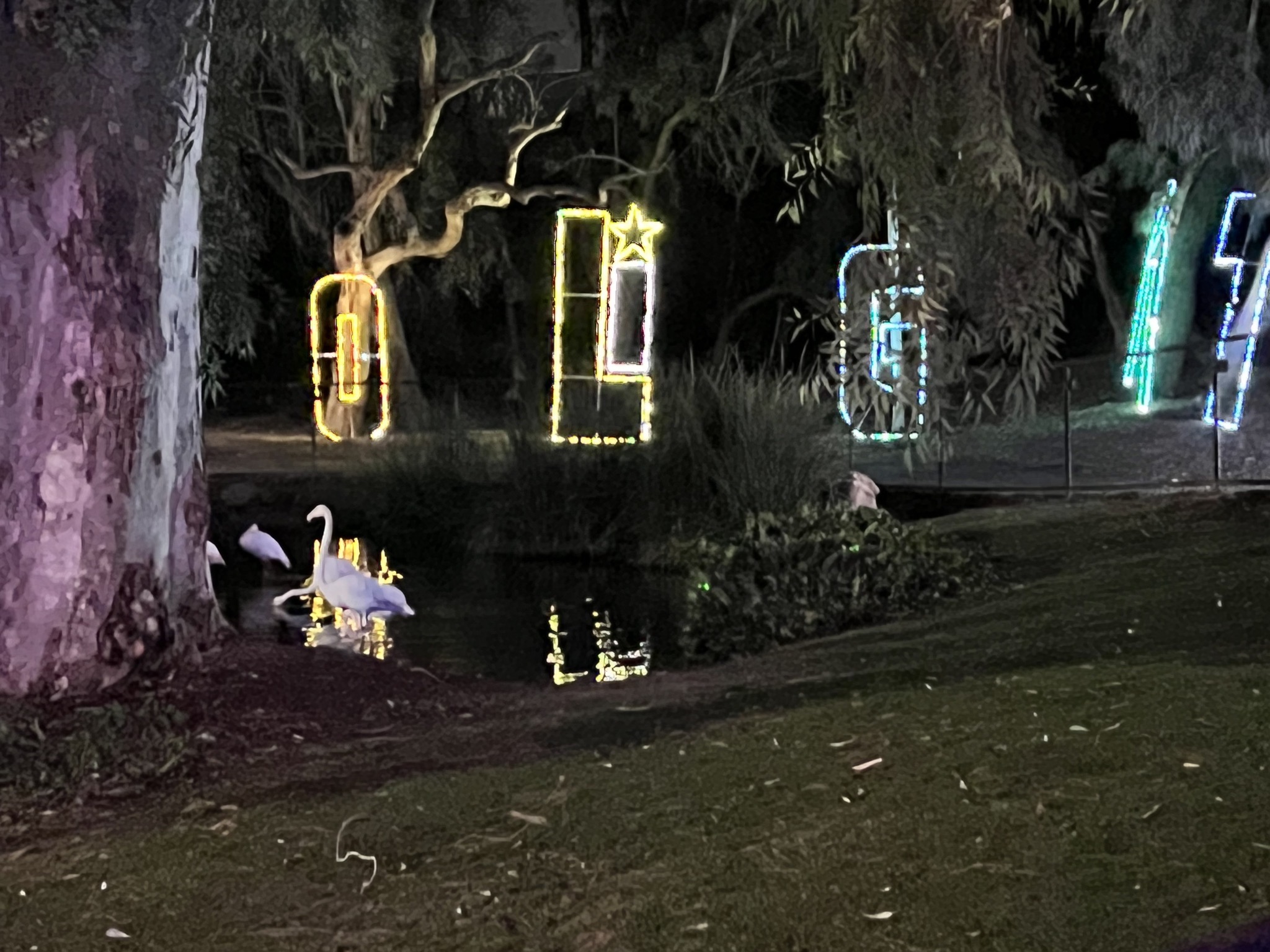 Flamingos