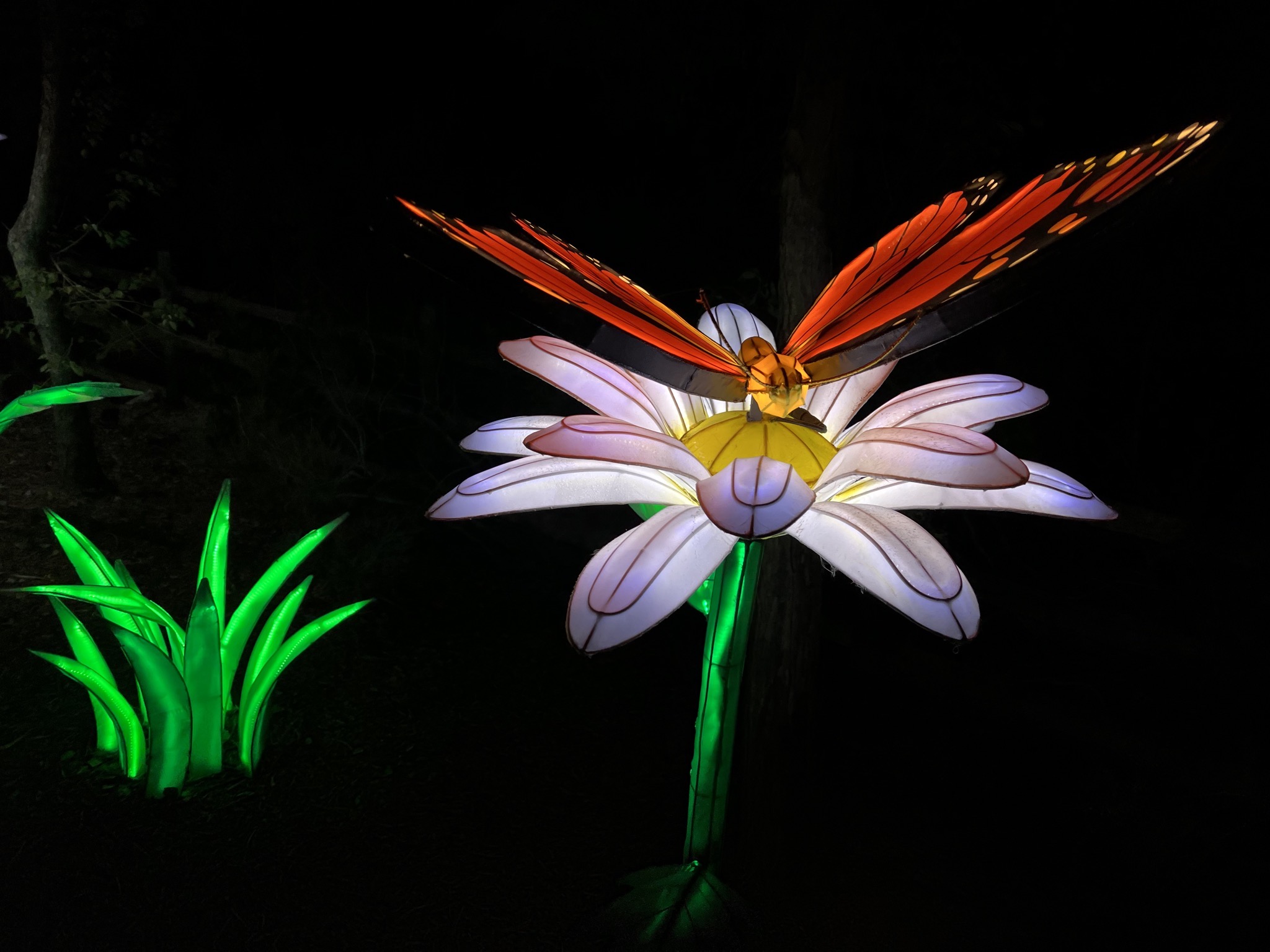 Zoo lights