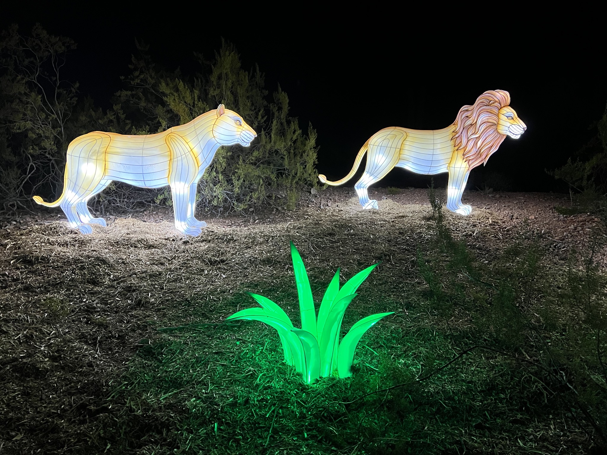 Zoo lights