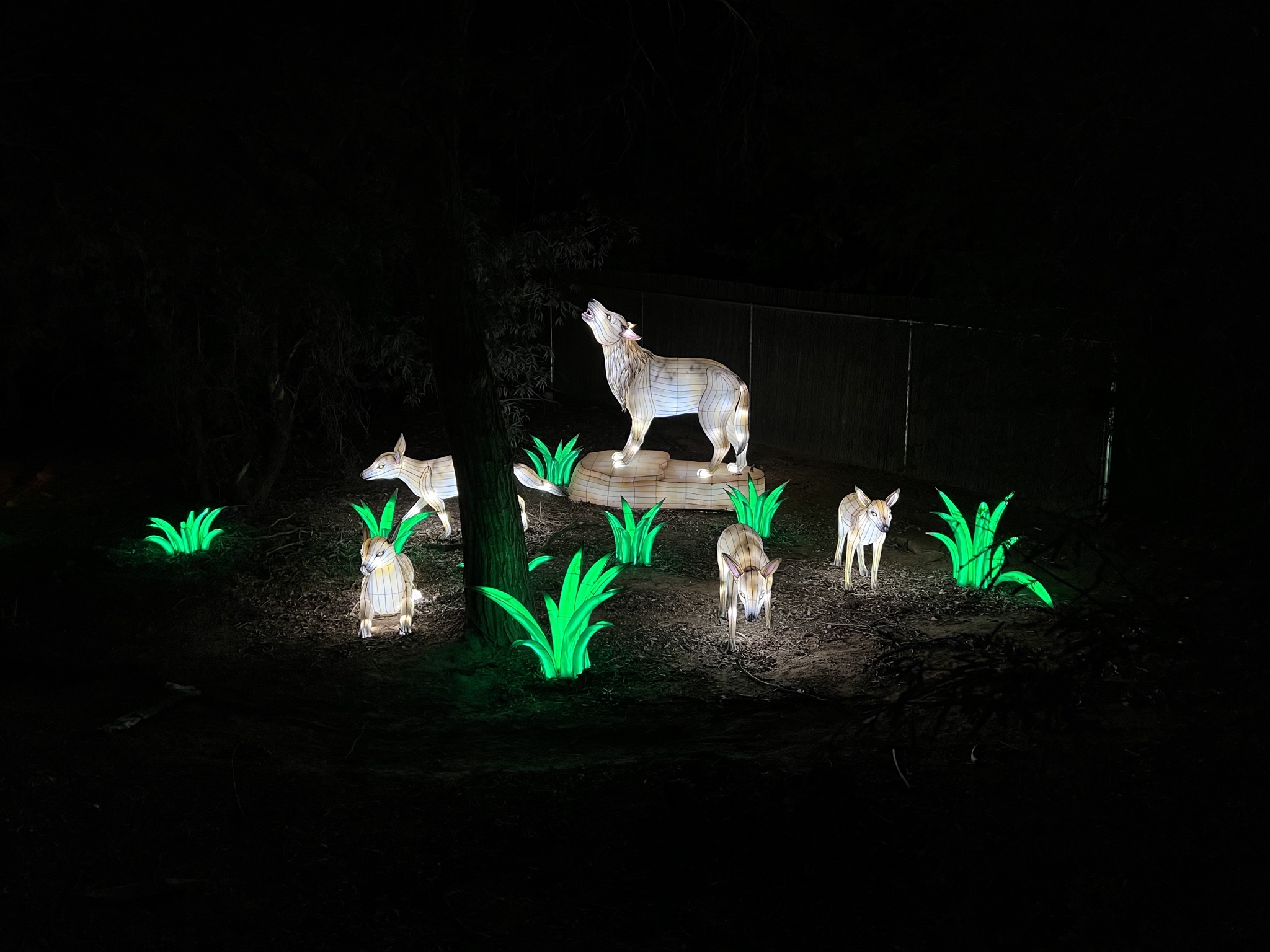 Zoo lights